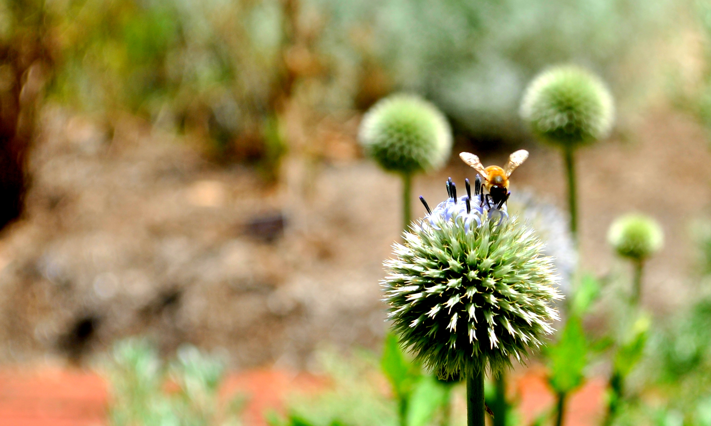 Bee and the flower photo
