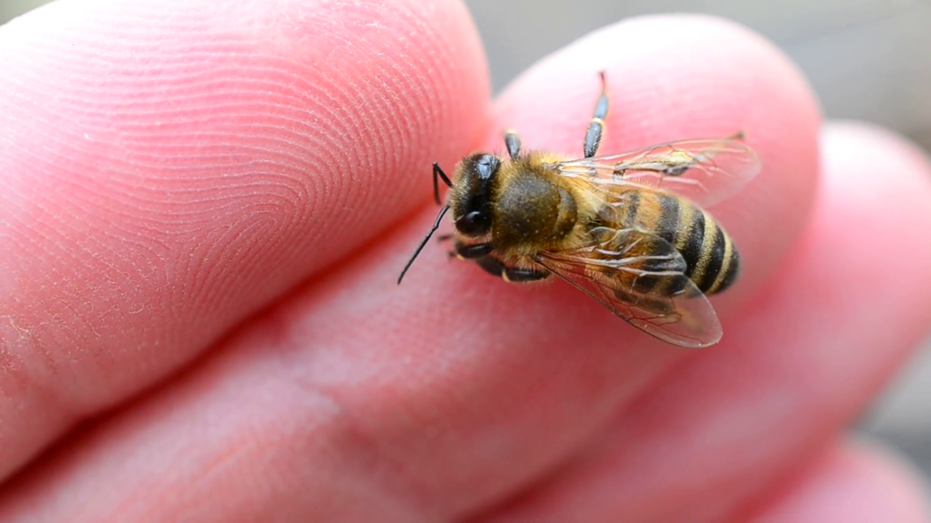Closeup of worker bee sitting on human finger of a Caucasian person ...