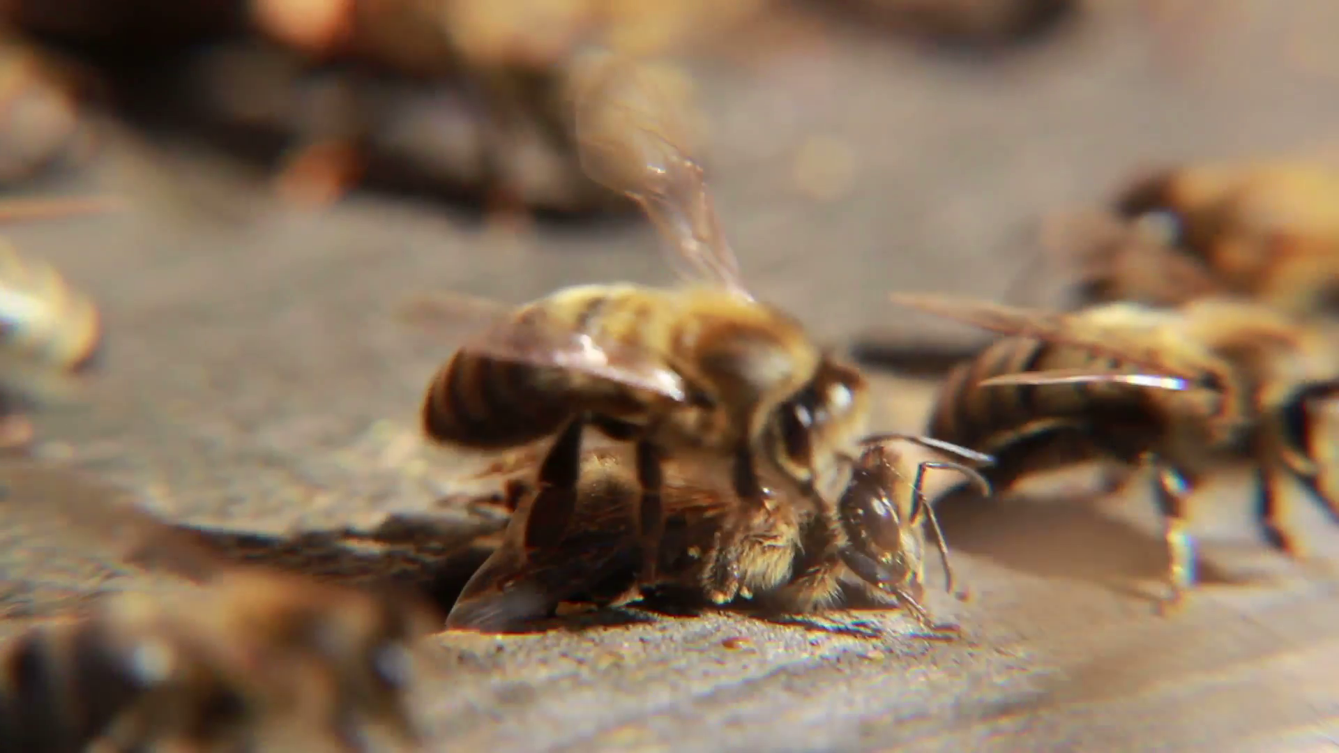 Dead honey bee at the inlet to the beehive. Macro shot. Stock Video ...
