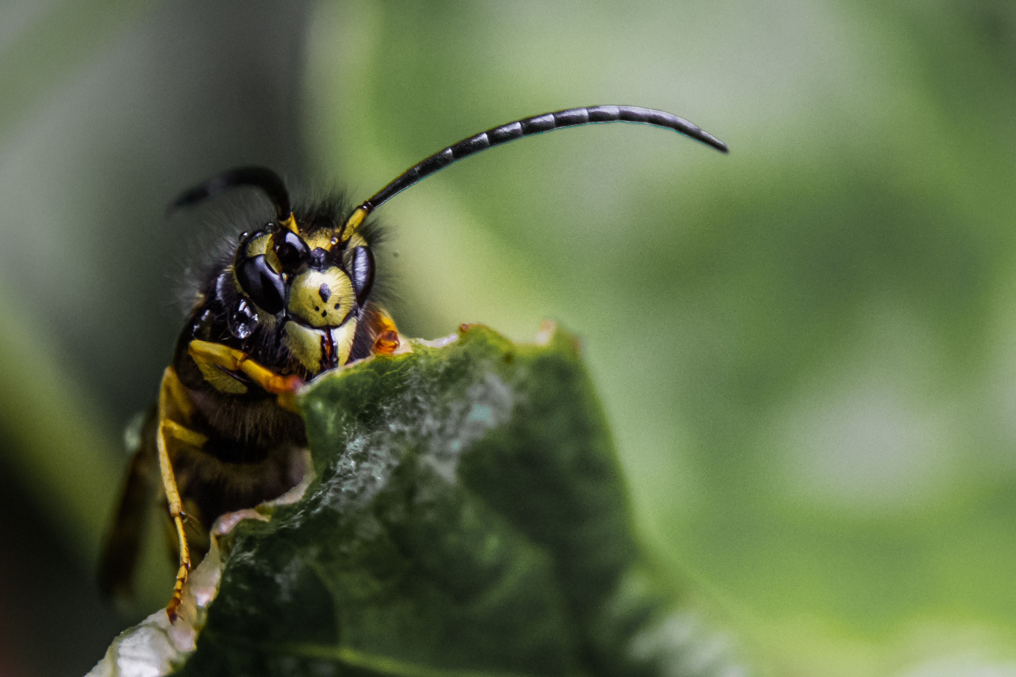 Free stock photo of bee, closeup, insect