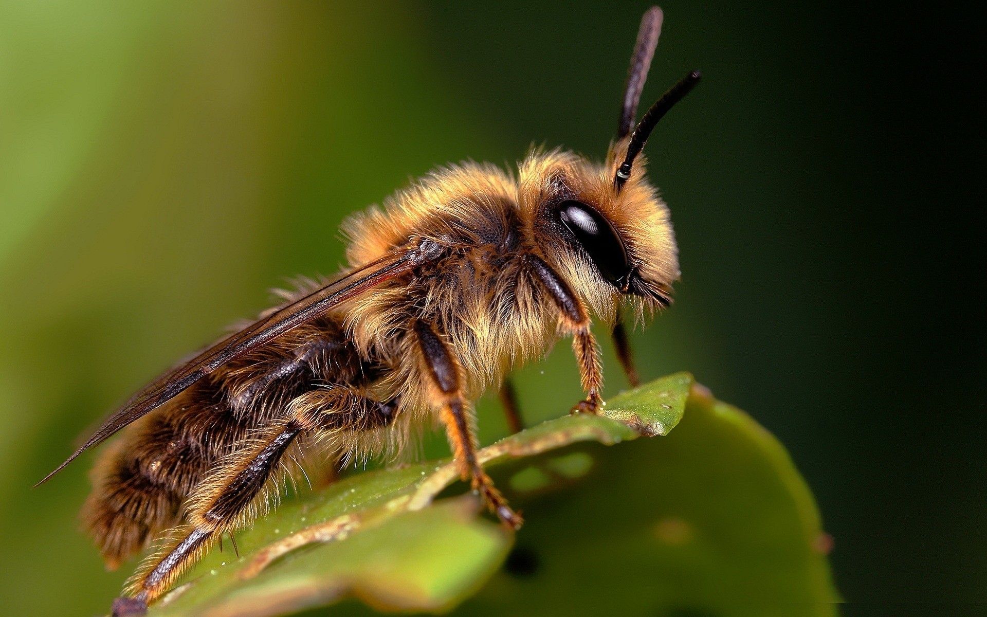 Amazing Honey Bee Closeup | HD Animals and Birds Wallpapers for ...