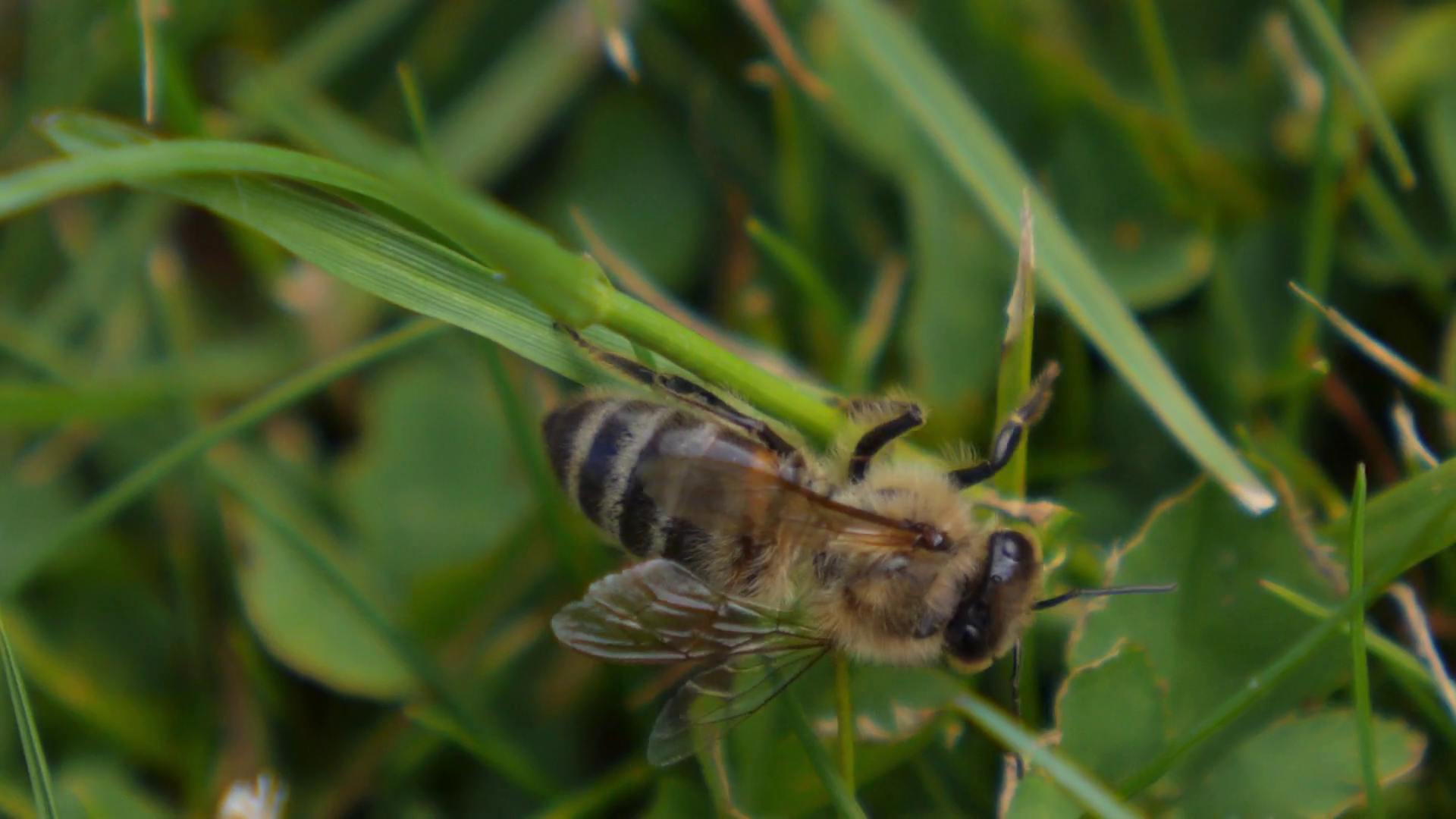 Bee on Grass in Meadow Stock Video Footage - Videoblocks