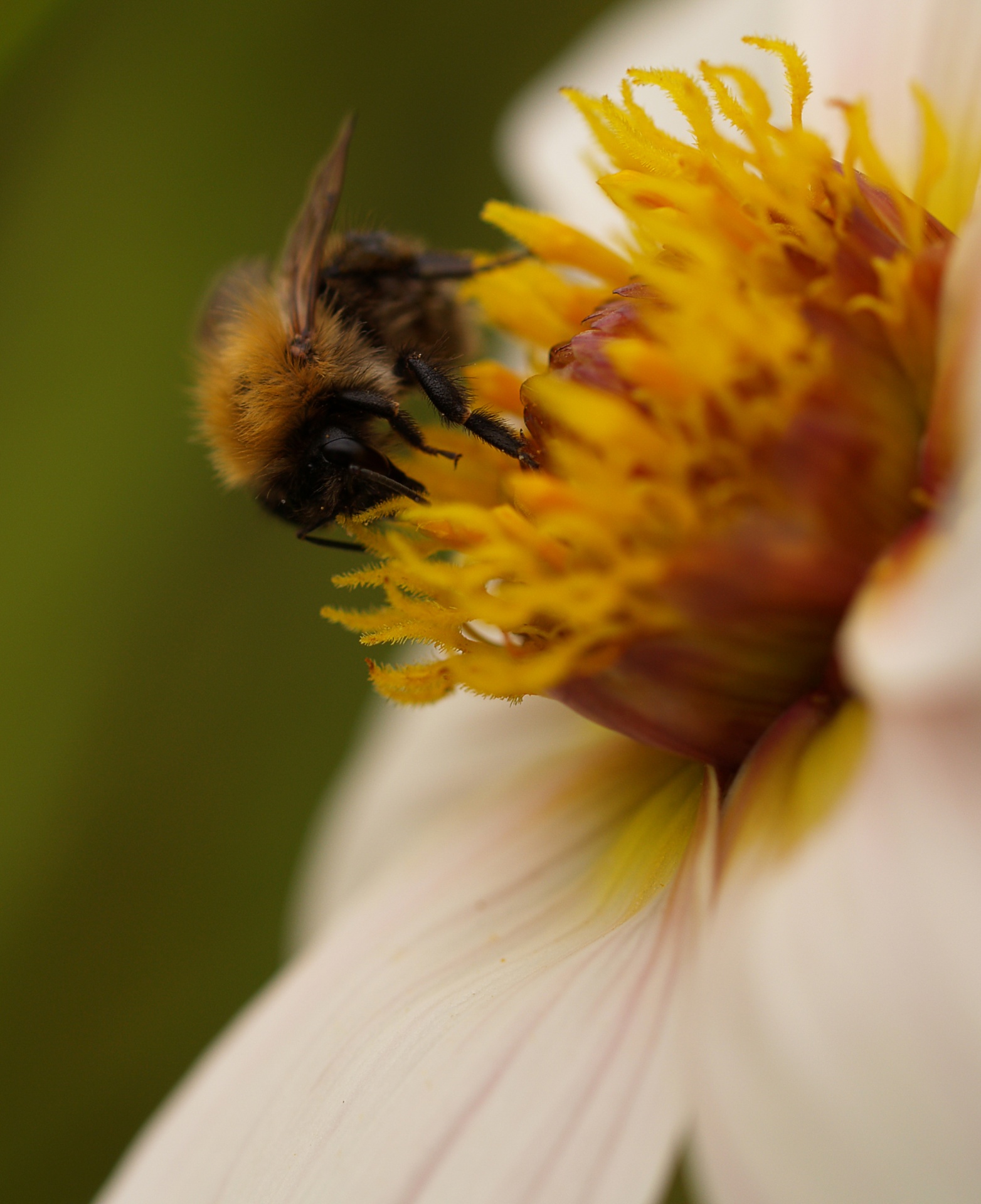 Bee On Flower Free Stock Photo - Public Domain Pictures