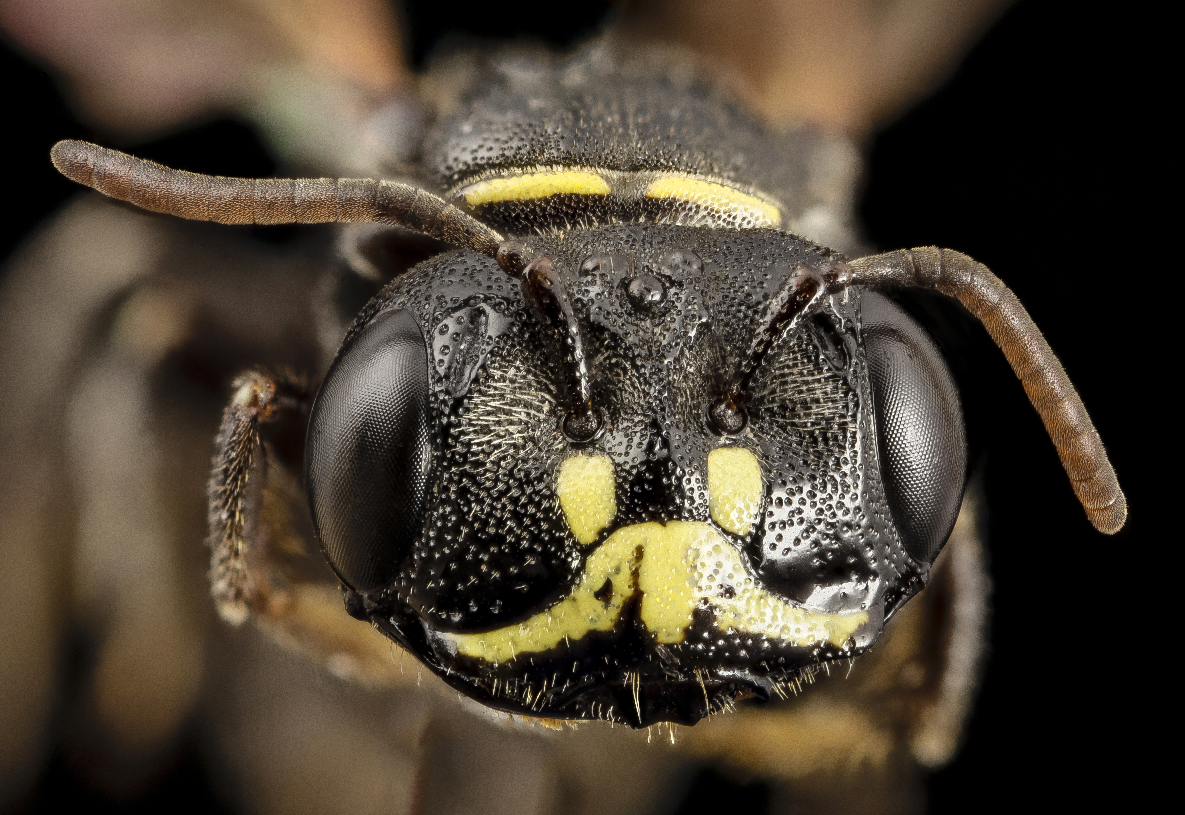 Close up macro of a Bee Face image - Free stock photo - Public ...
