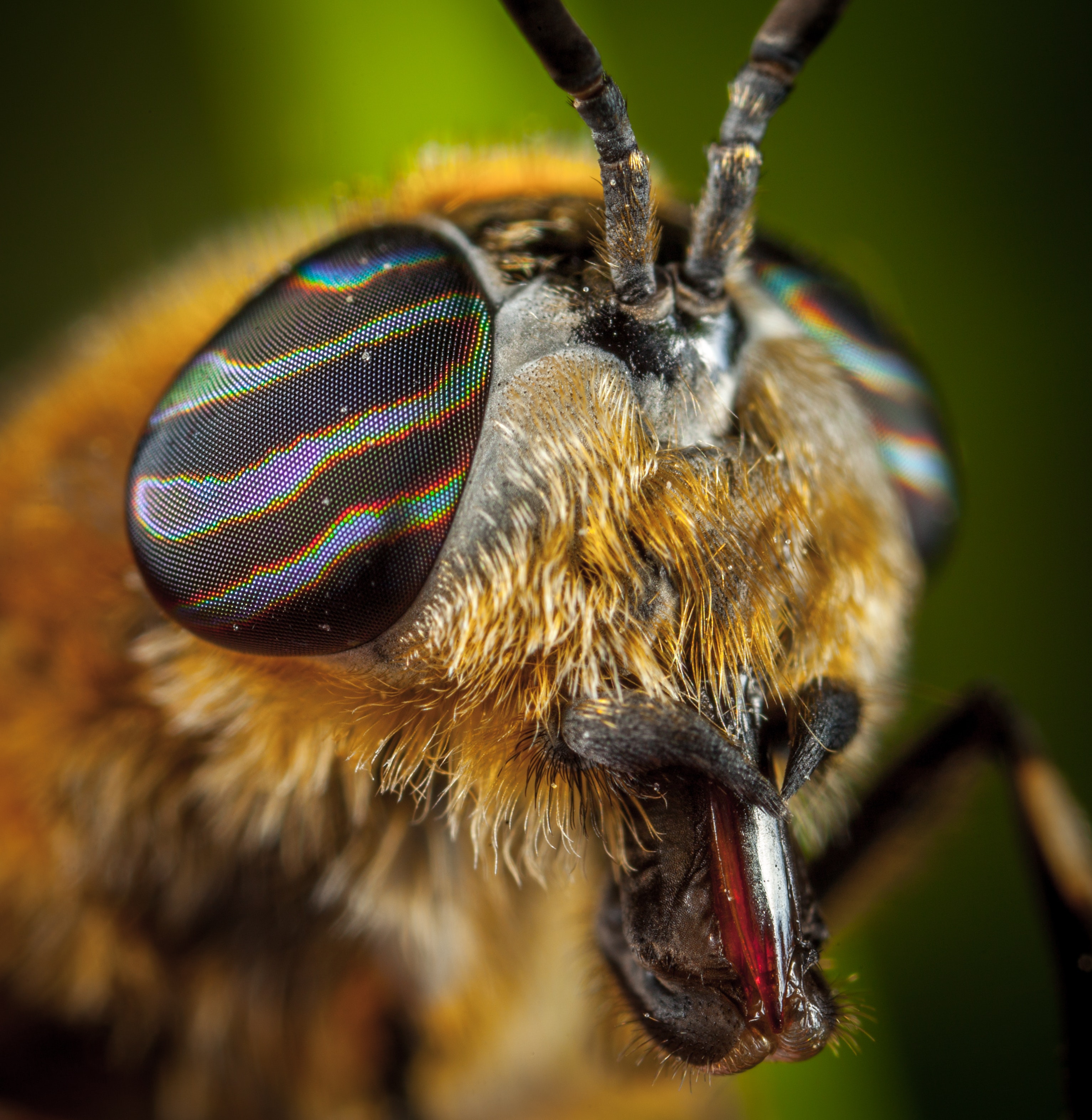 Bee Photos · Pexels · Free Stock Photos