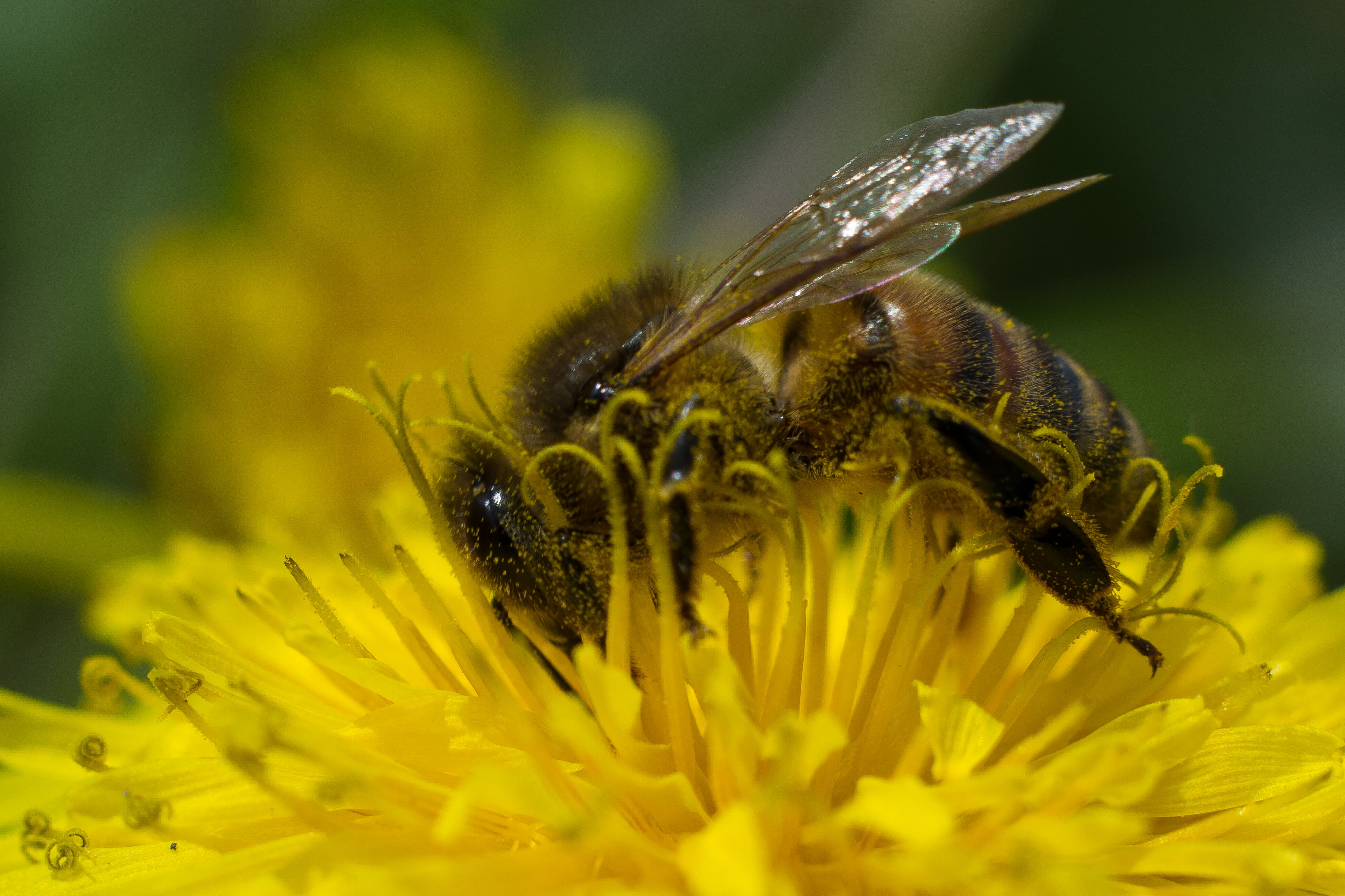 Honey Bee on yellow flower closeup photography HD wallpaper ...
