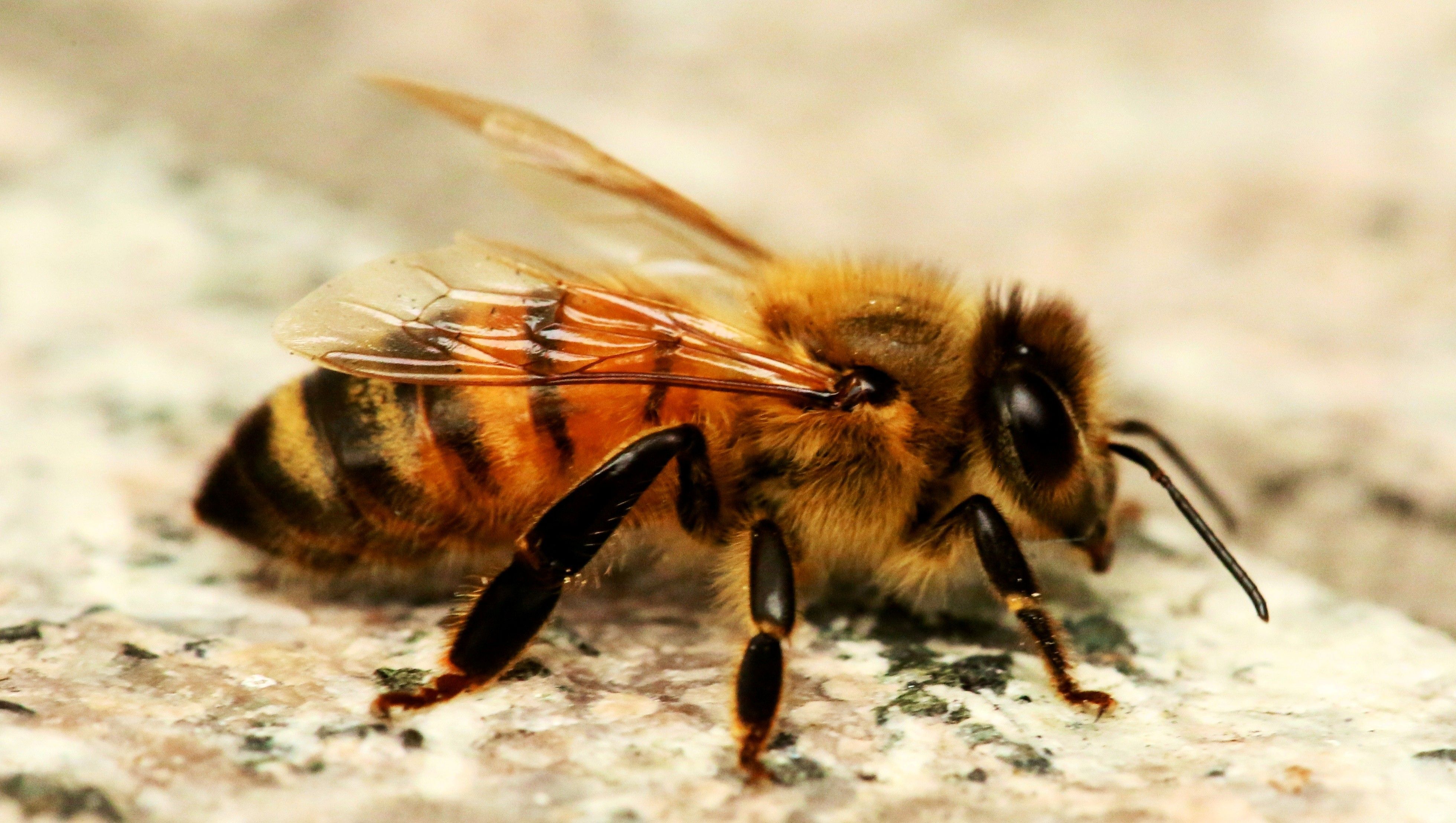 Honey Bee Desktop Wallpaper | HD Wallpapers | Pinterest | Bees ...