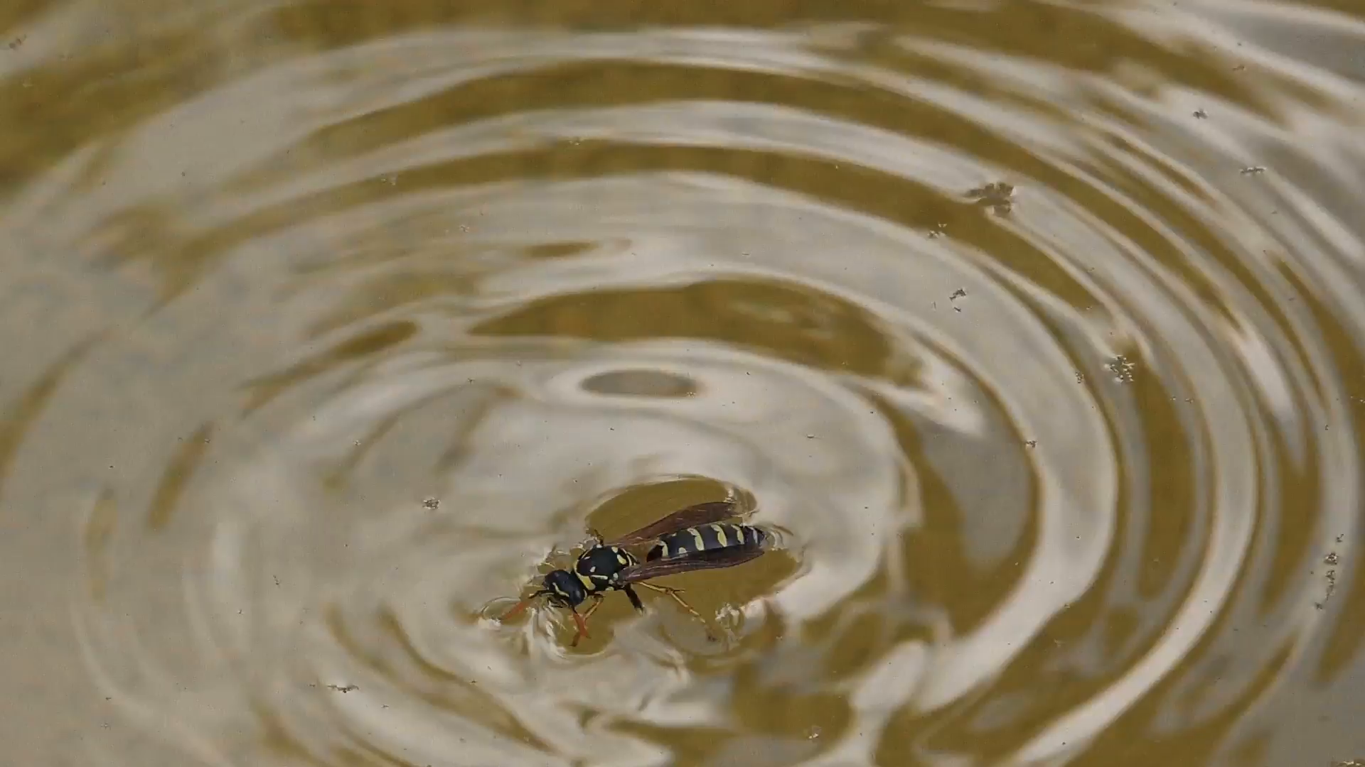 Honey Bee Drowning in Water, Close up Macro Footage Stock Video ...