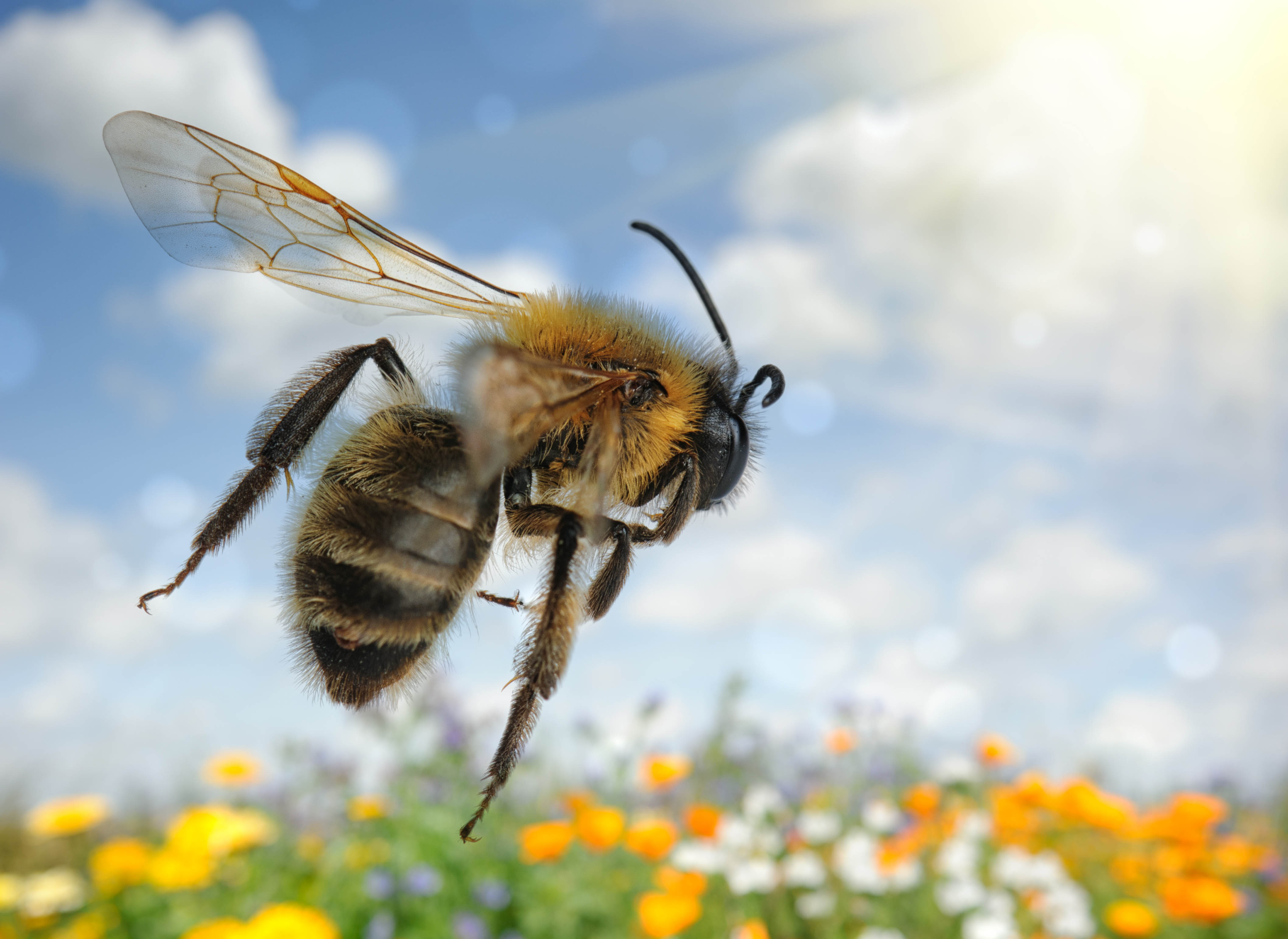 Большое жужжание. Пчела. Пчела в полете. Пчела летит. Полет пчелы.