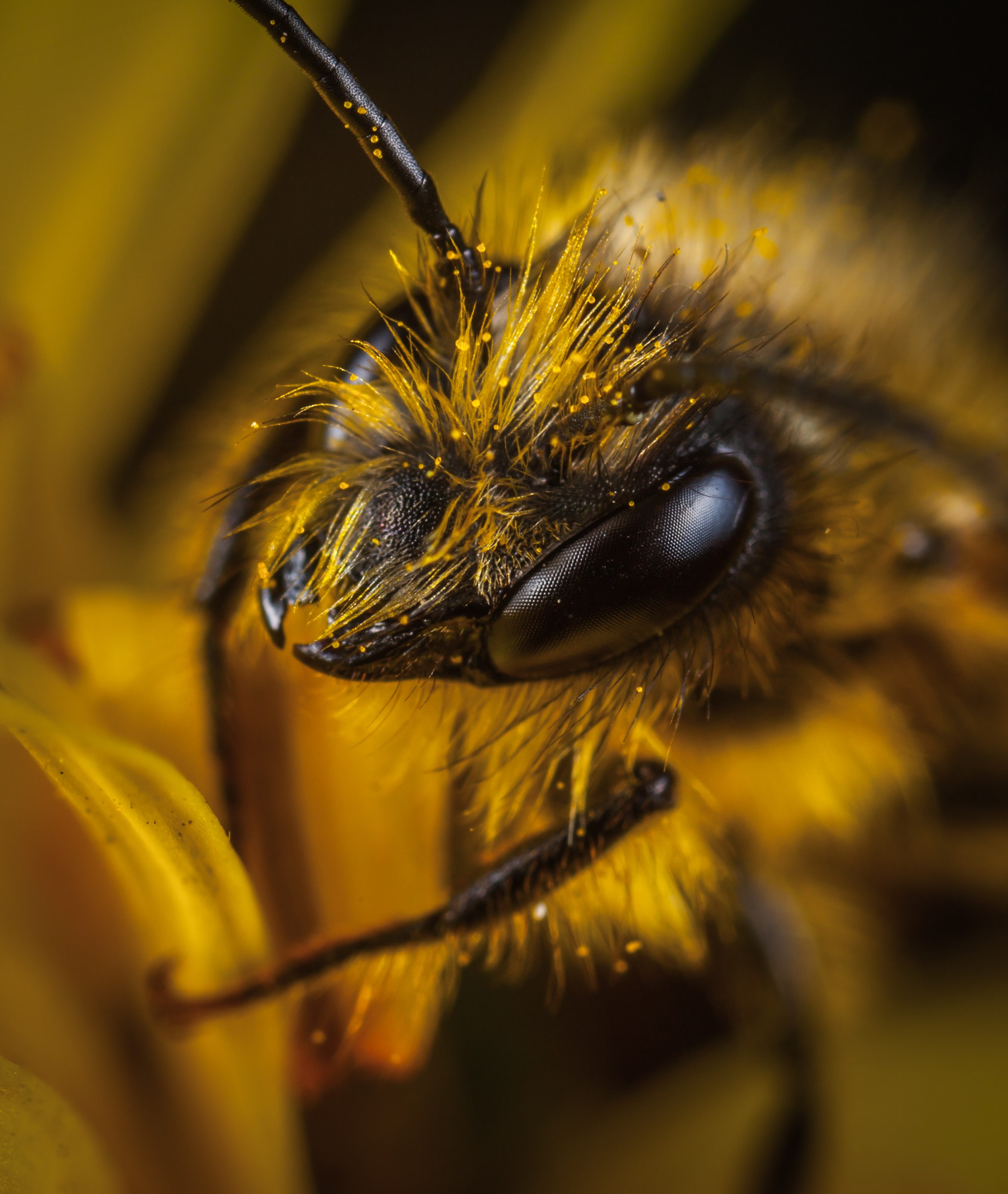 Close Up Photo of Yellow and Black Wasp · Free Stock Photo