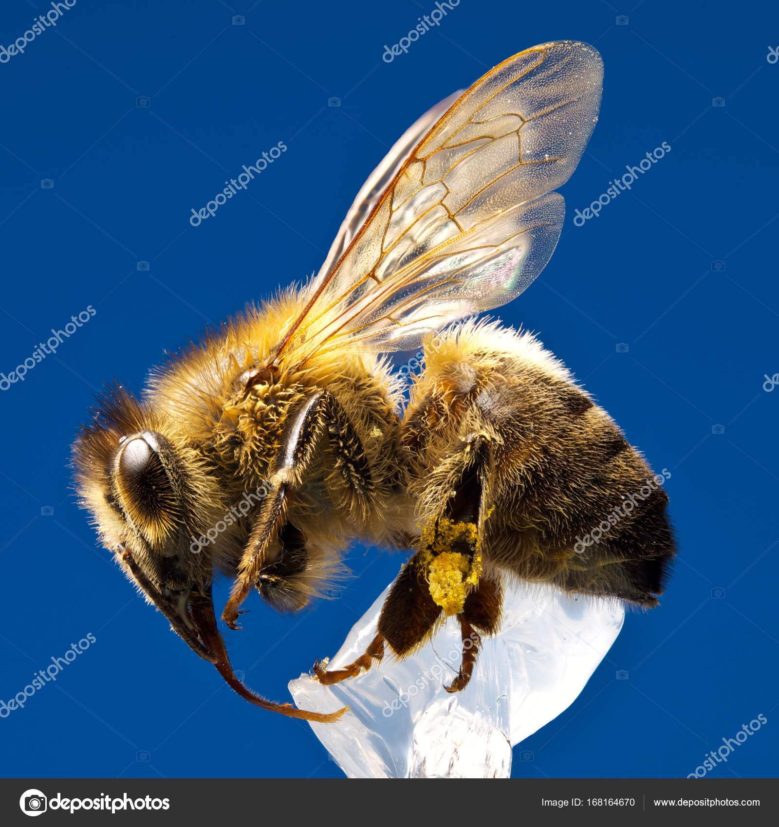 Honey Bee closeup — Stock Photo © mindstorm #168164670