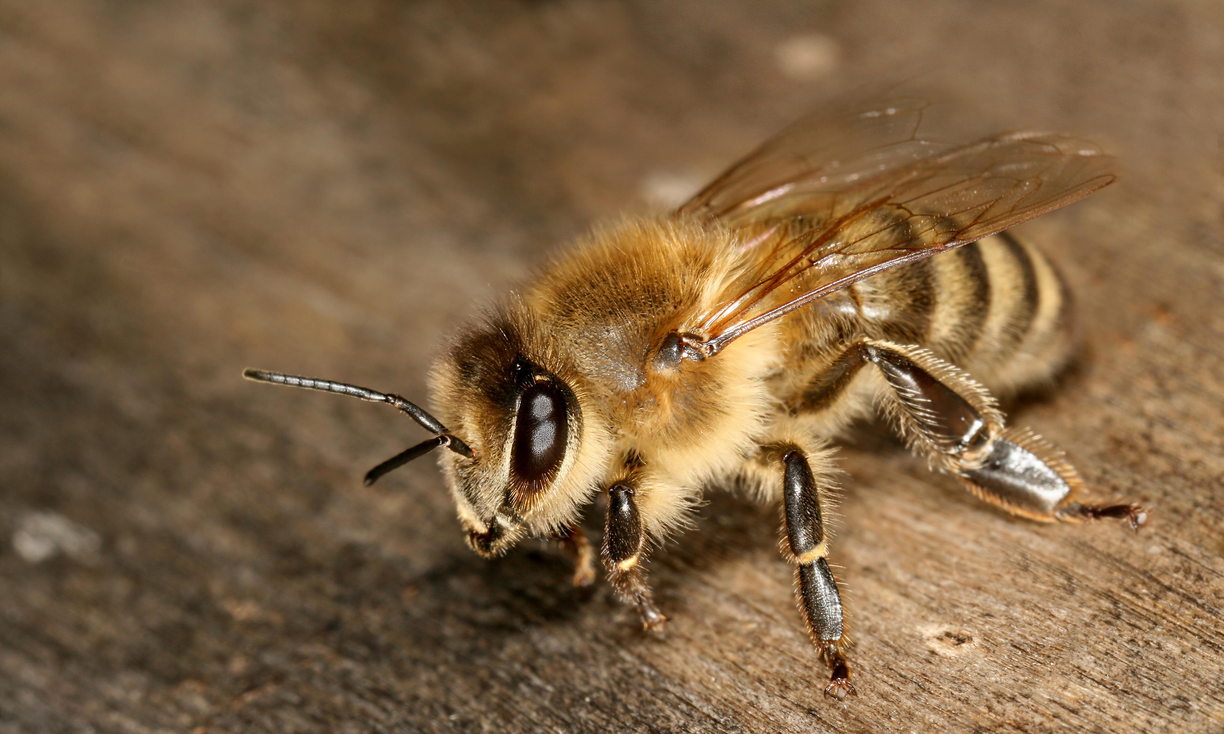 Bee Closeup Animal Macro Insect HD Wallpaper, Desktop Background ...
