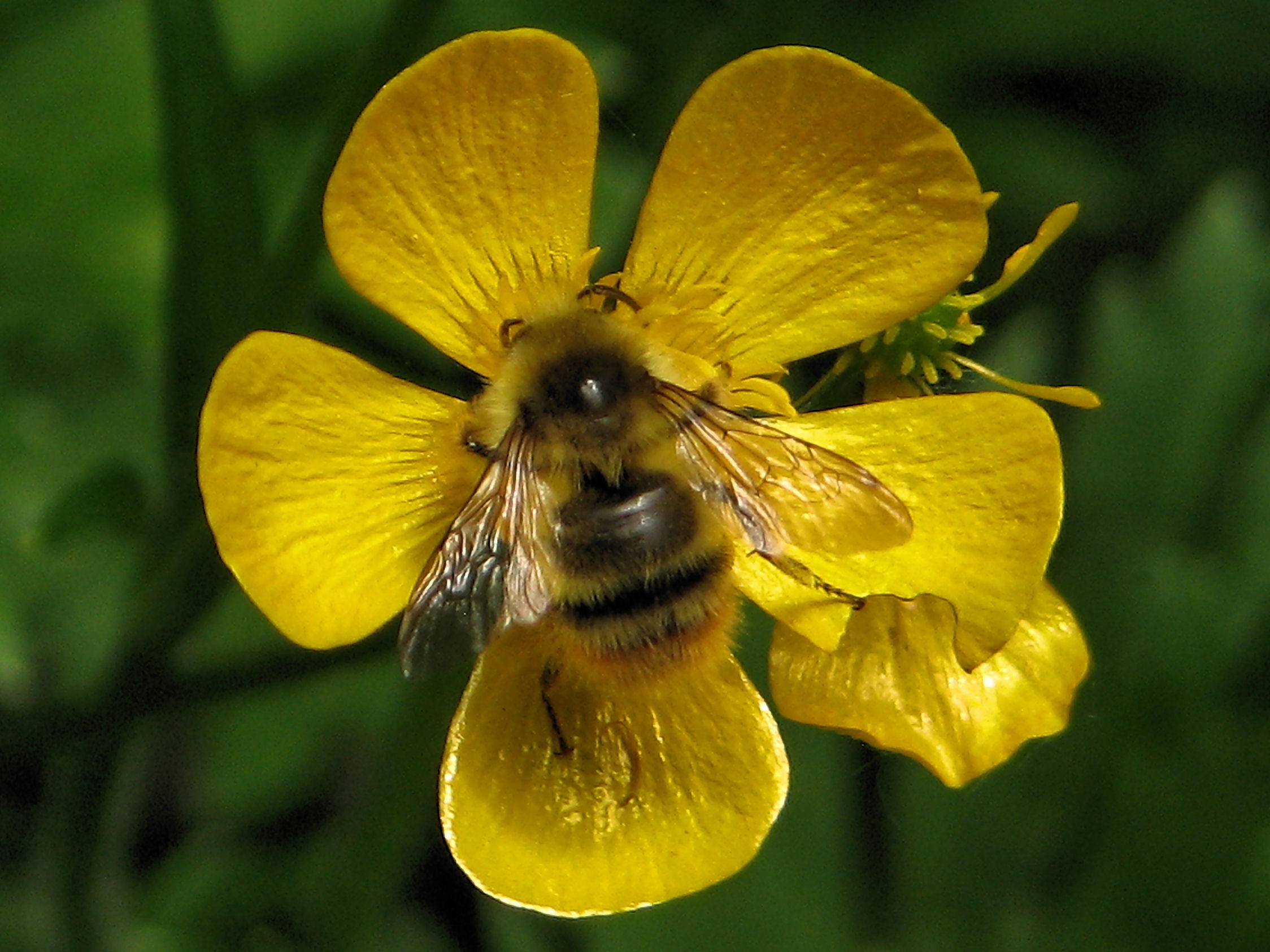 Bugs: Yellow Black Bee Flower Lake Fenwick Park Auburn WA Closeup ...