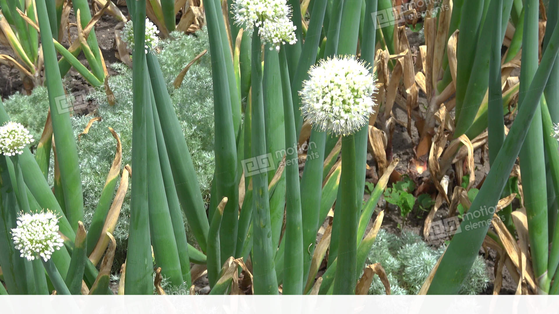 White Allium Flower. Camera Zoom In, Closeup Stock video footage ...