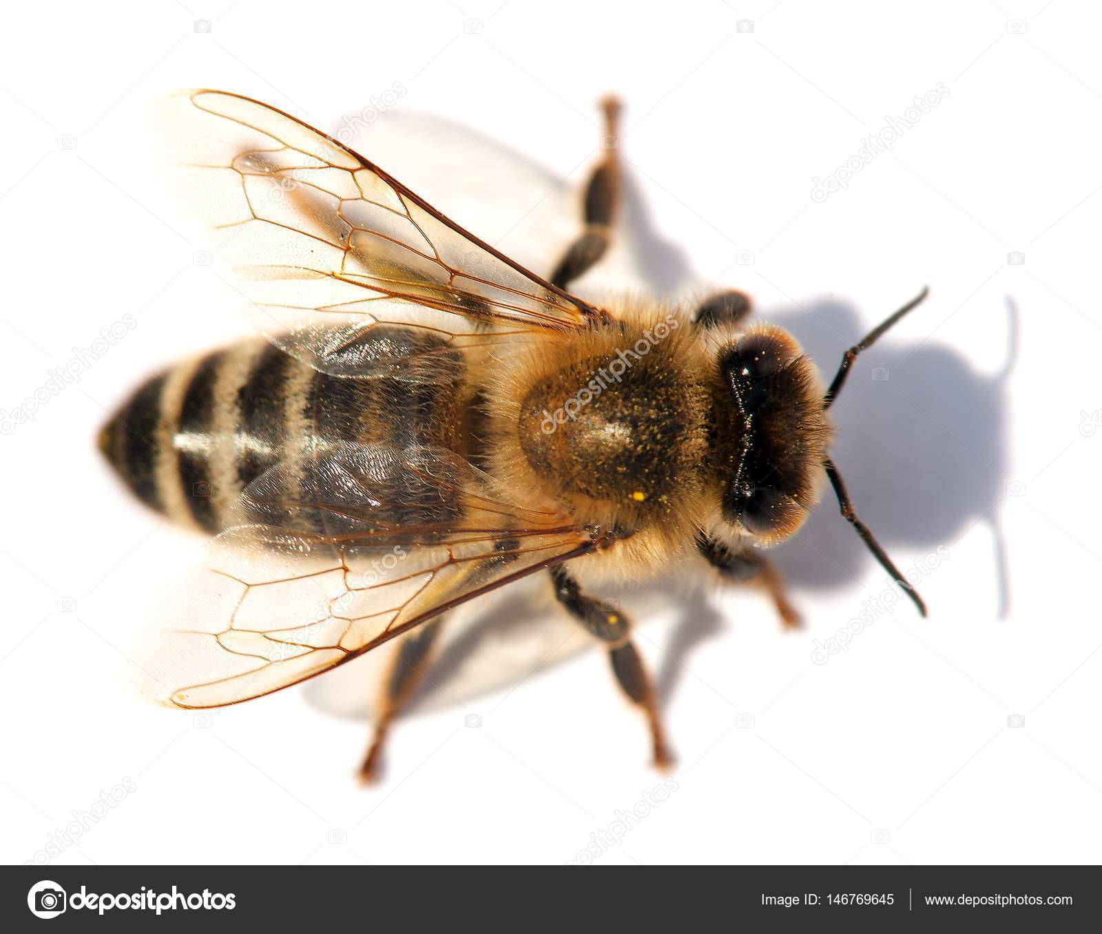 detail of bee or honeybee , Apis Mellifera — Stock Photo © prudek ...