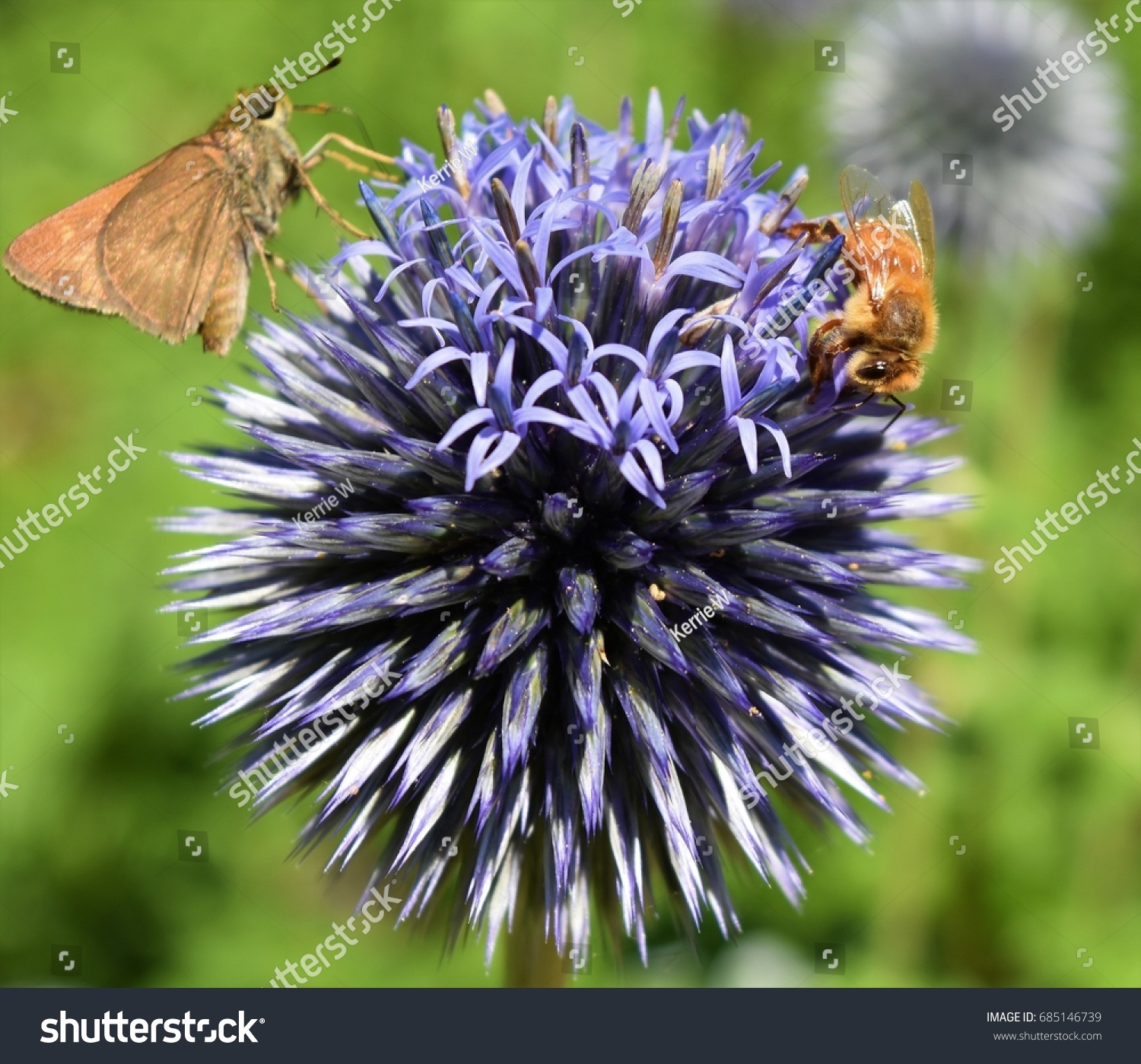 Thistle Moth Honey Bee Closeup Stock Photo 685146739 - Shutterstock