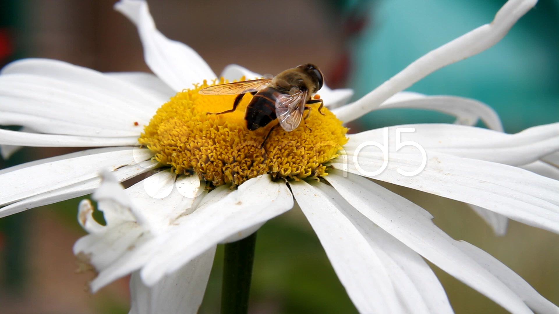 Bumble Bee Closeup ~ Stock Video Footage #788925 | Pond5