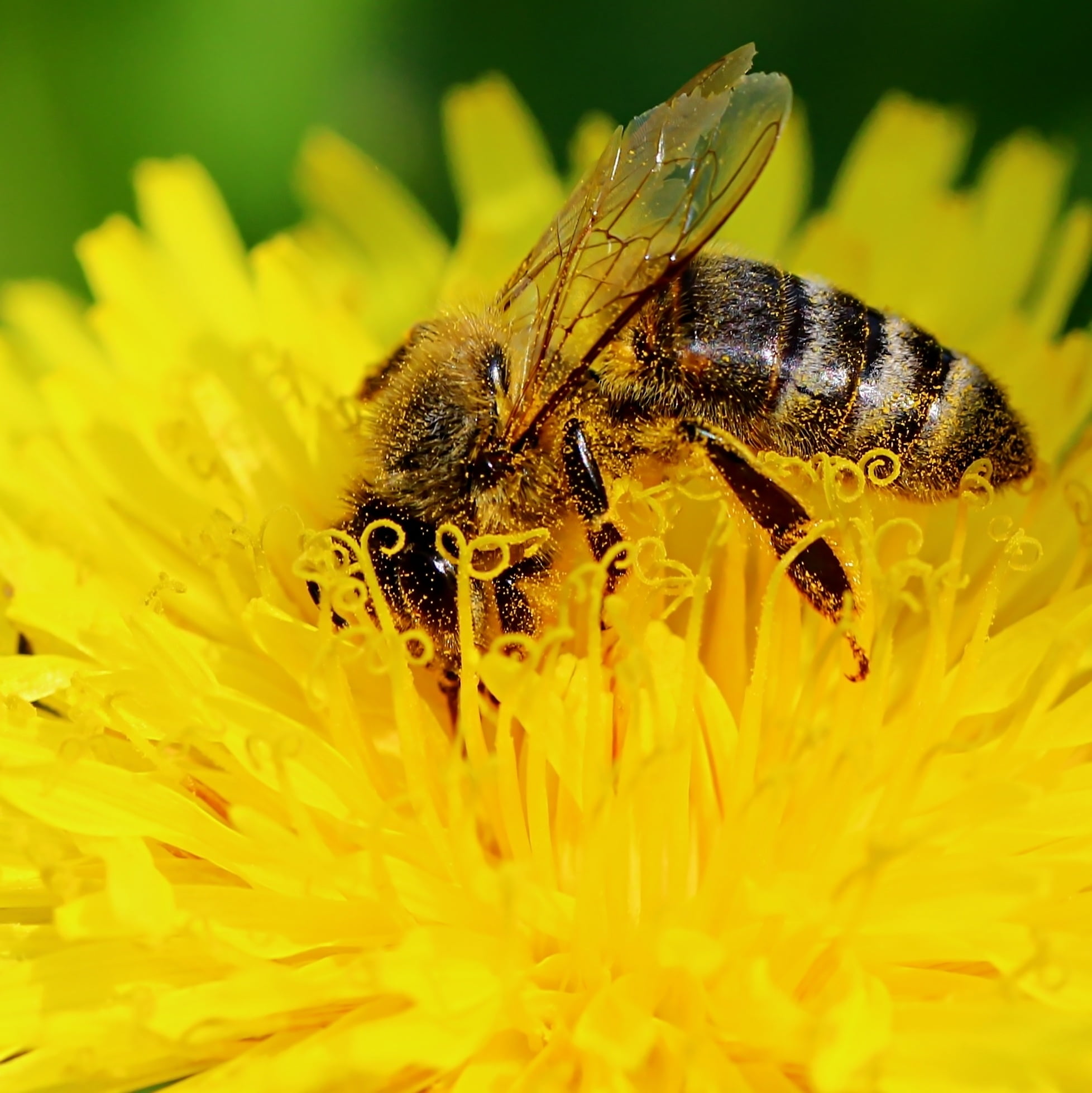 Honey Bee on yellow clustered petaled flower close-up photo HD ...