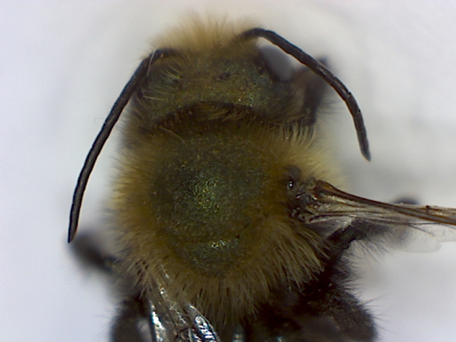 Burrowing bees, genus Andrena - Foothill Sierra Pest Control