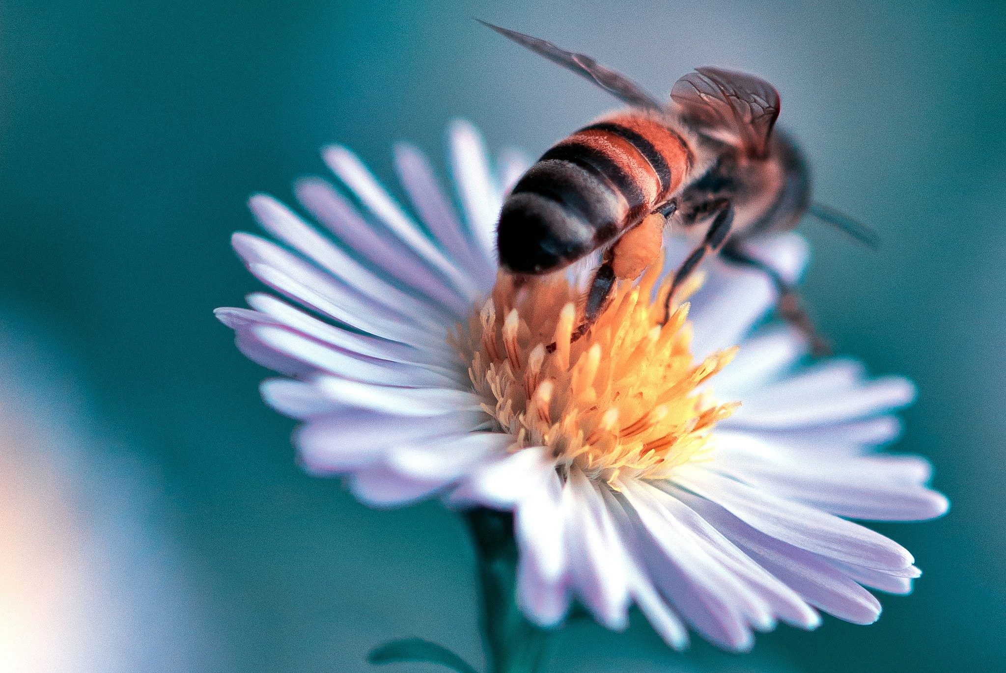 Insects: Bee Flowers Animals Closeup Wallpapers Photo Insects for HD ...