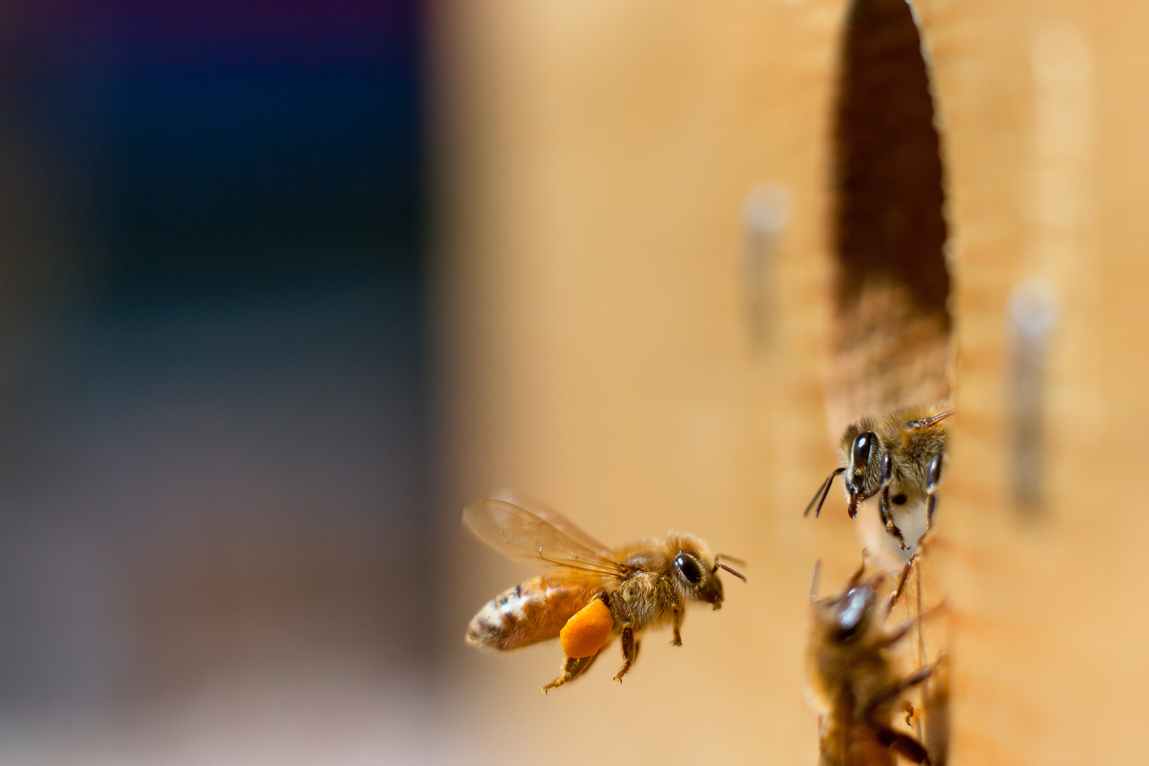 Finally, a little good news for American honeybees | MNN - Mother ...