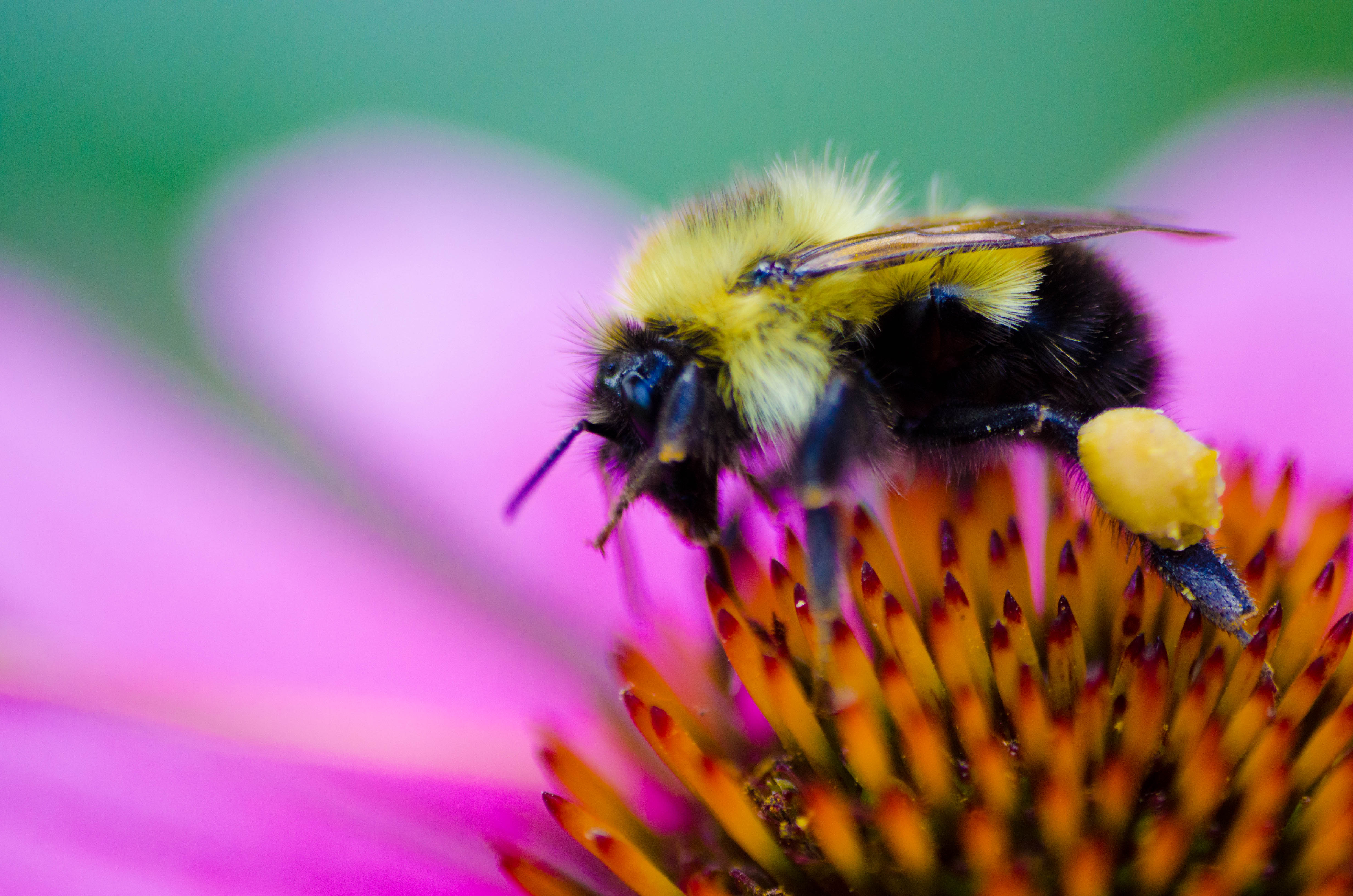 Beyond Pesticides Daily News Blog » Blog Archive Research Finds Bees ...
