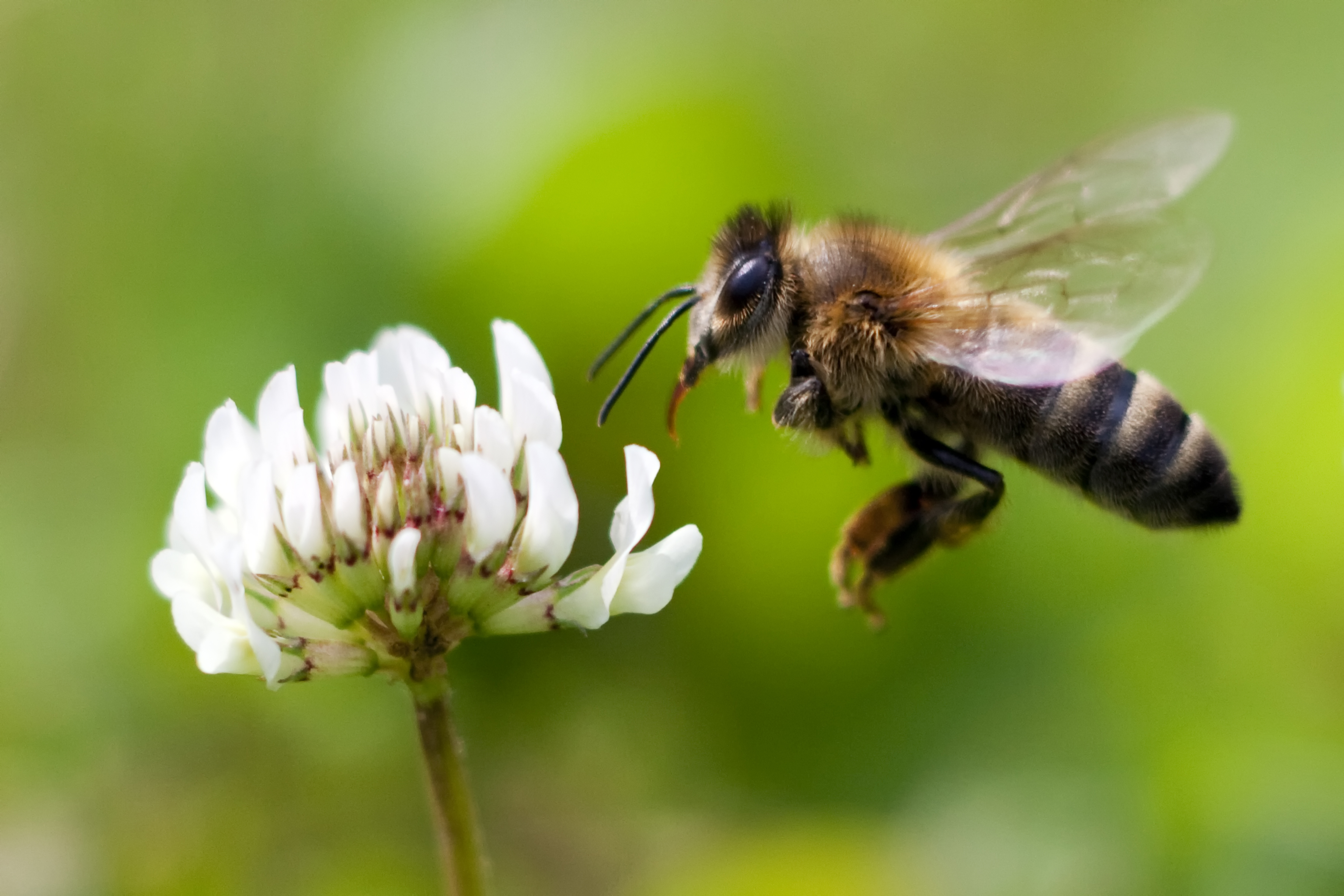 Honey Bees Are Contaminated With Pesticides, Study Says | Time