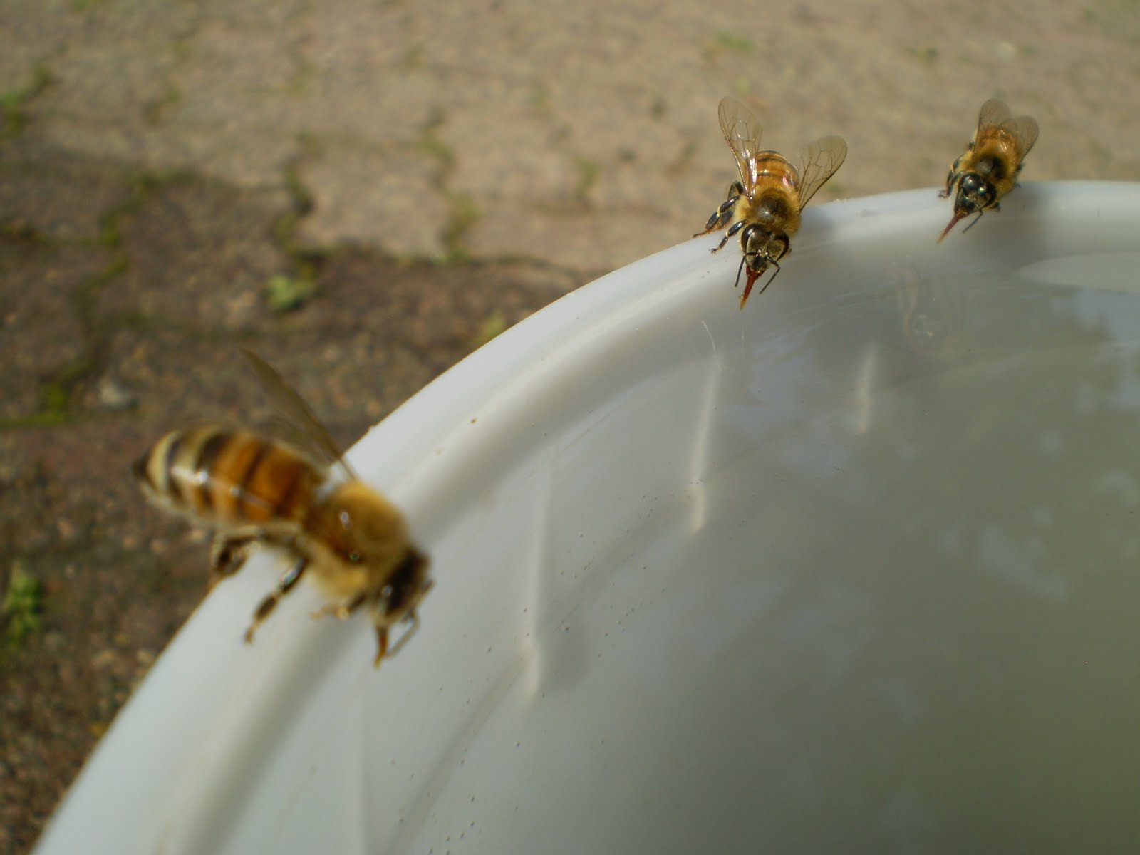 Bees of Stoney Creek: Bees Drink Water