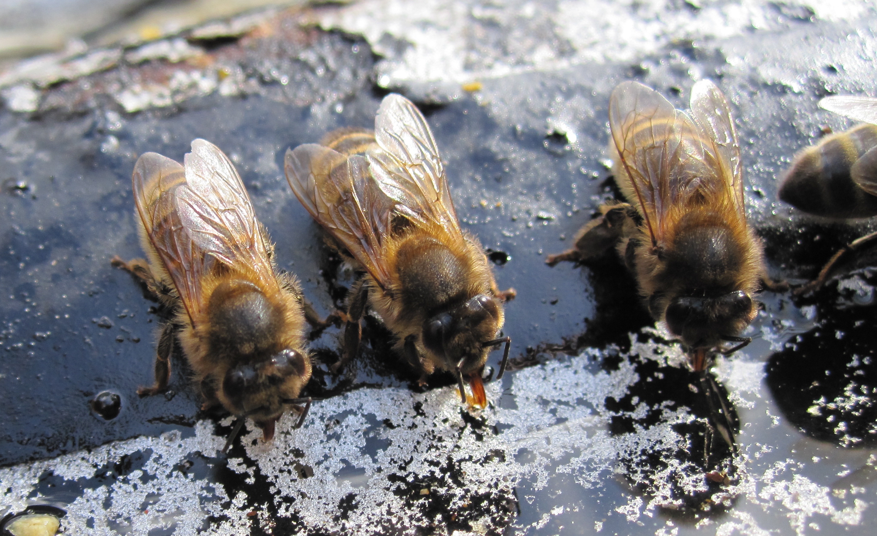 Bee drinking water | The Native Irish Honey Bee Society