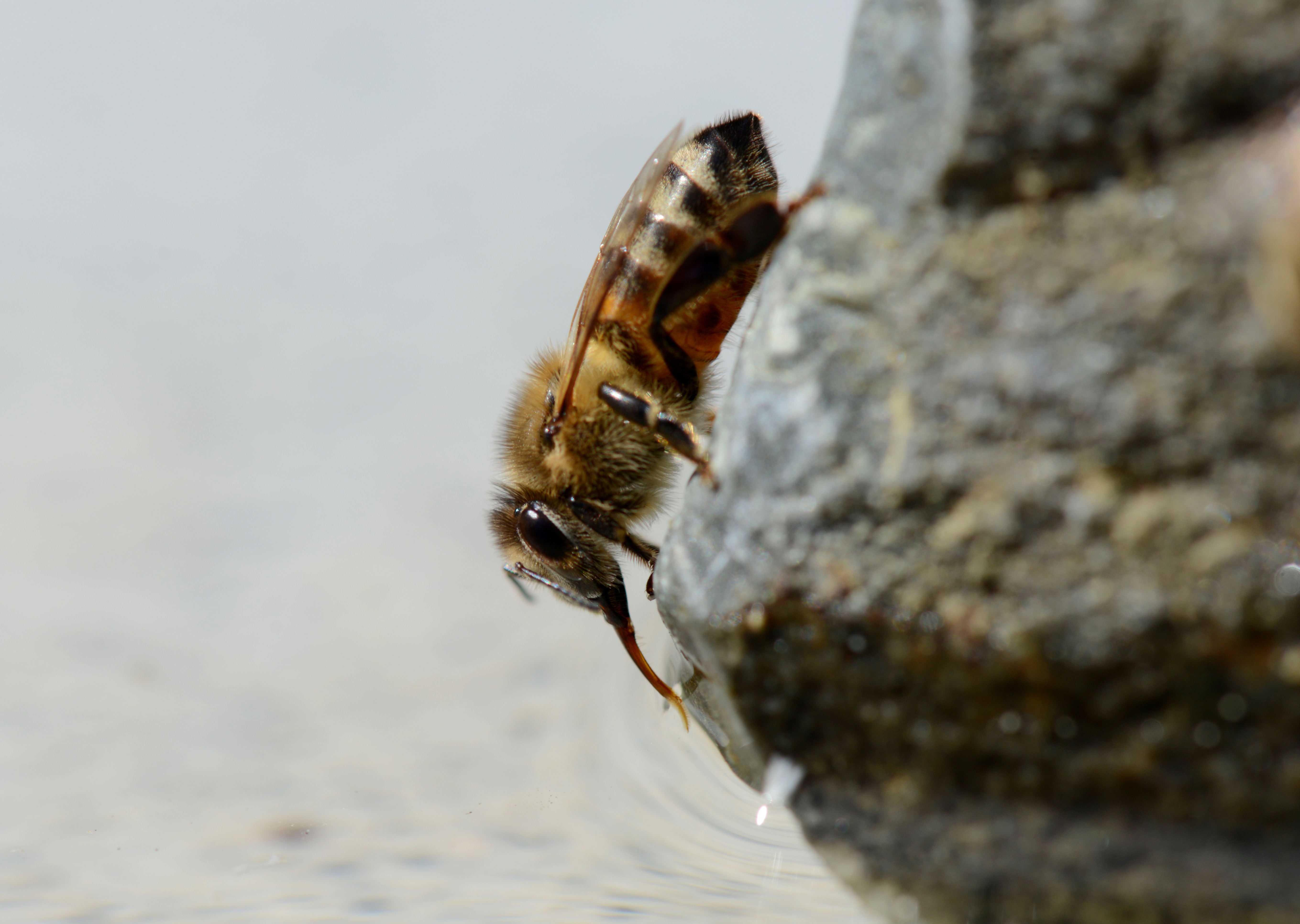 Bee-drinking water – Petals and Wings