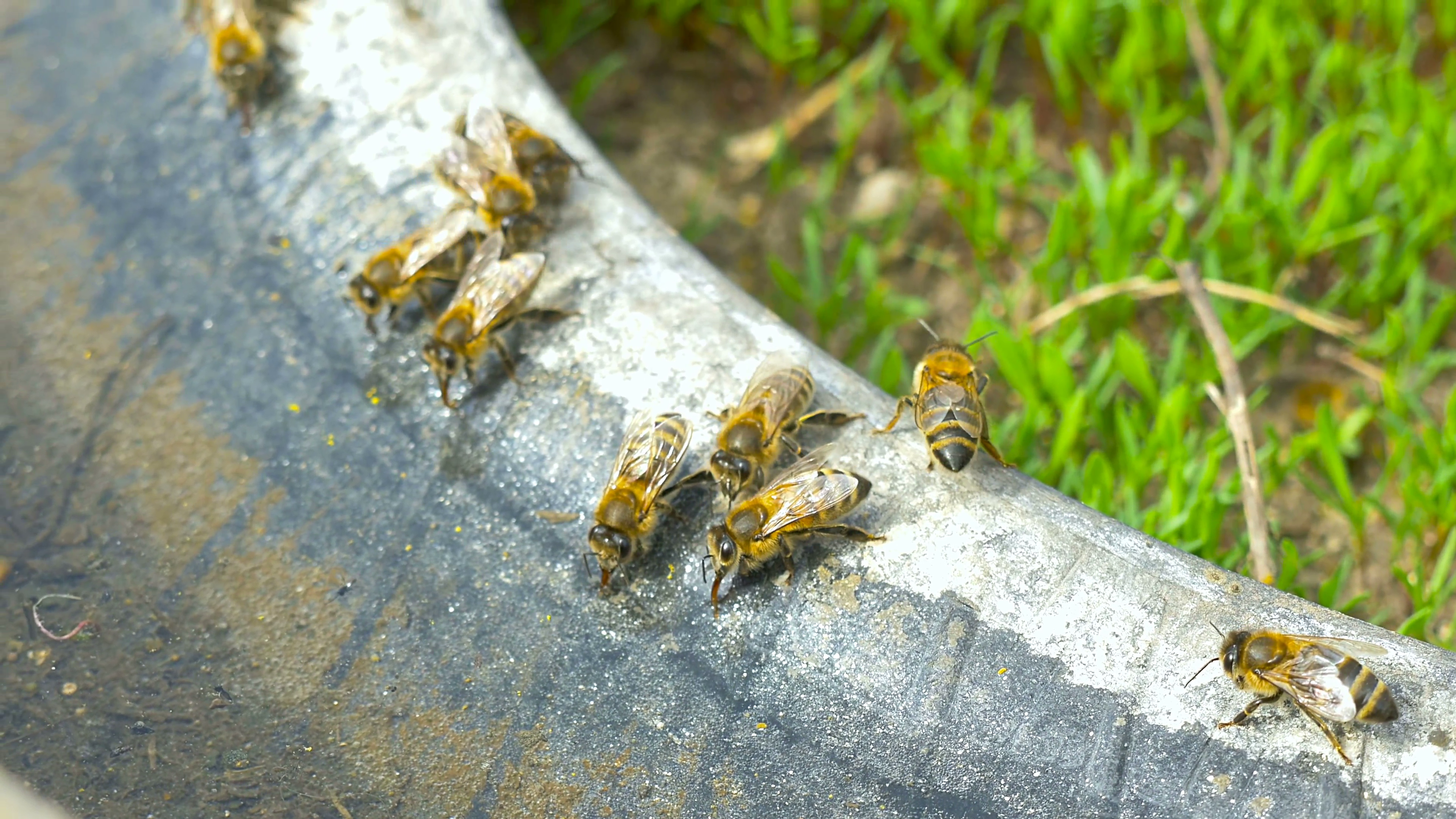 Bees drinking water. Stock Video Footage - Videoblocks