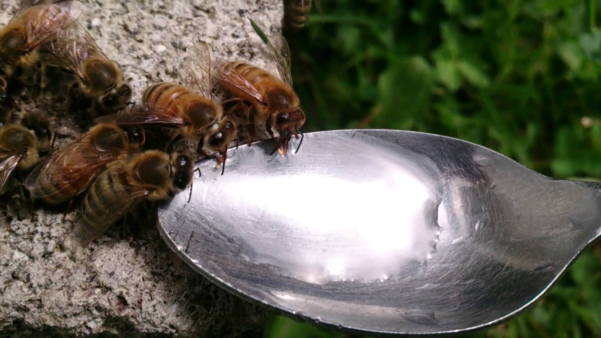 Tired bees (from a very small swarm) feeding from teaspoon - YouTube