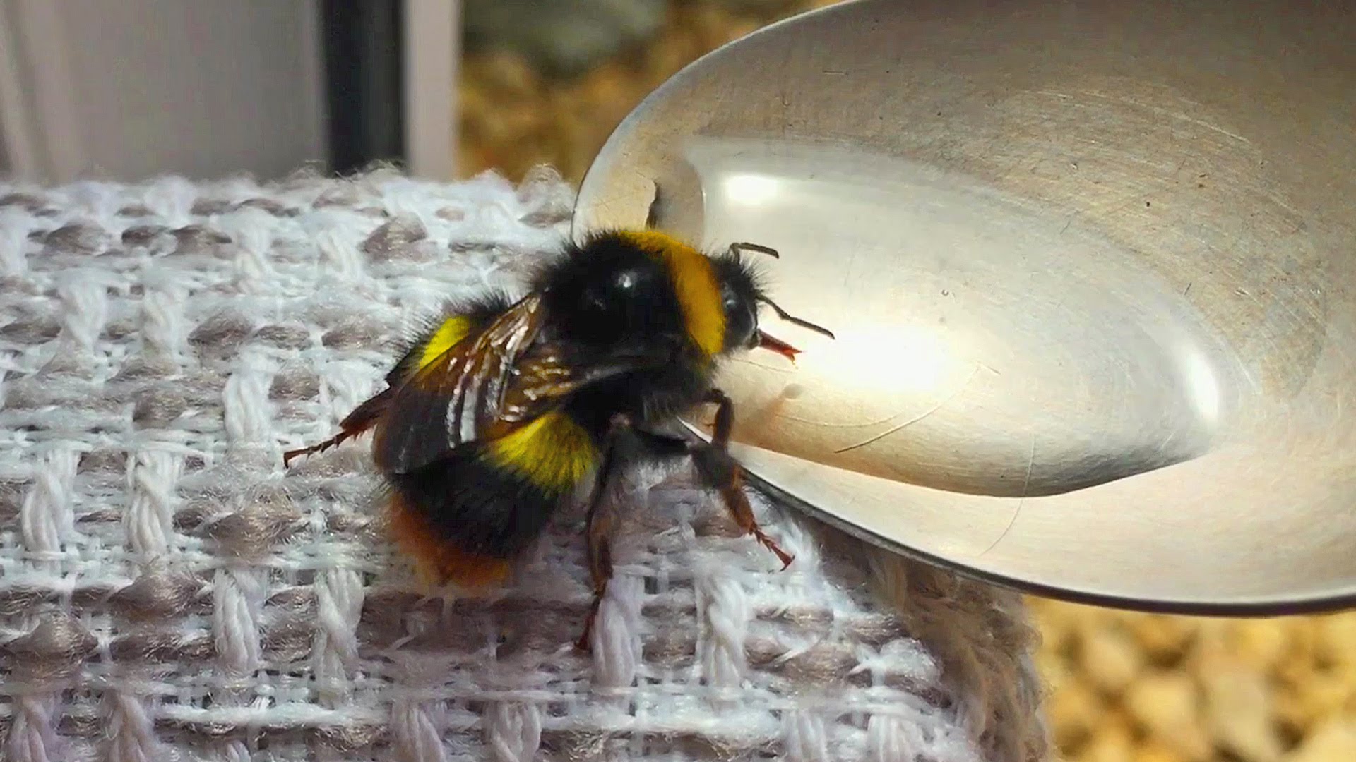 Bee First Aid - Feeding a Bee - YouTube