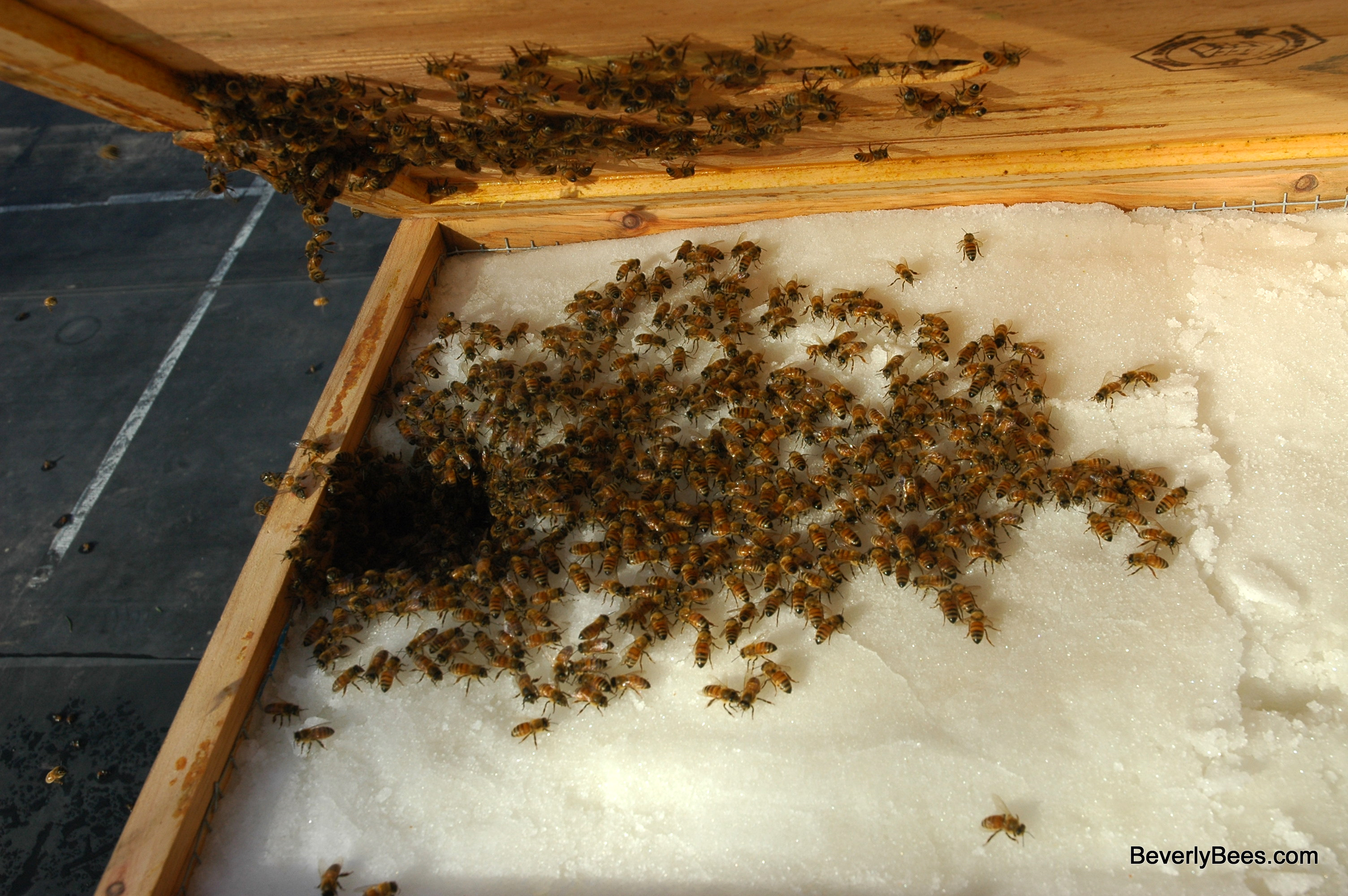 Winter feeding of honey bees: Yes or No? - MyBeeLine