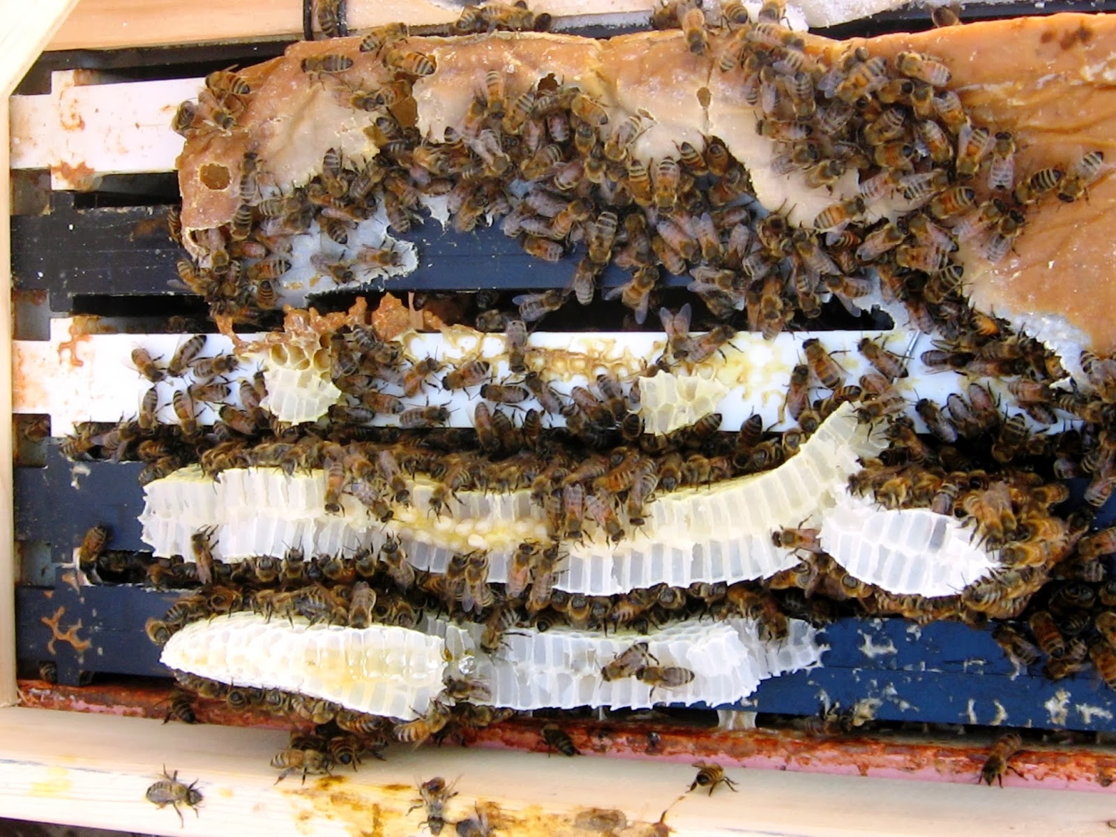 Strathcona Beekeepers: Feeding Bees in Winter