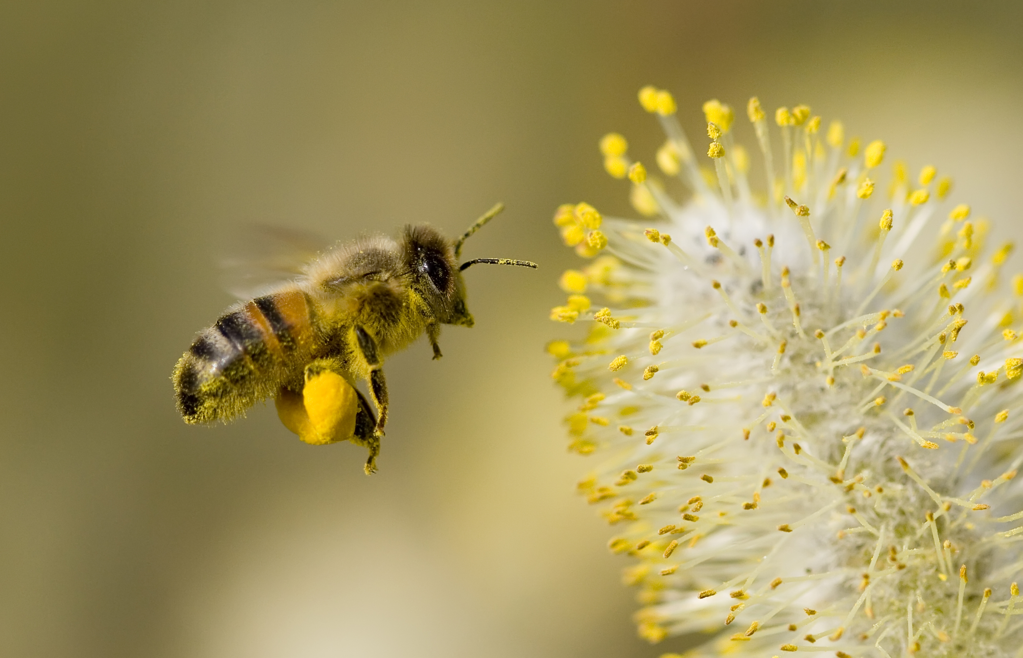 How Many Flowers Can a Bee Pollinate? | Wonderopolis