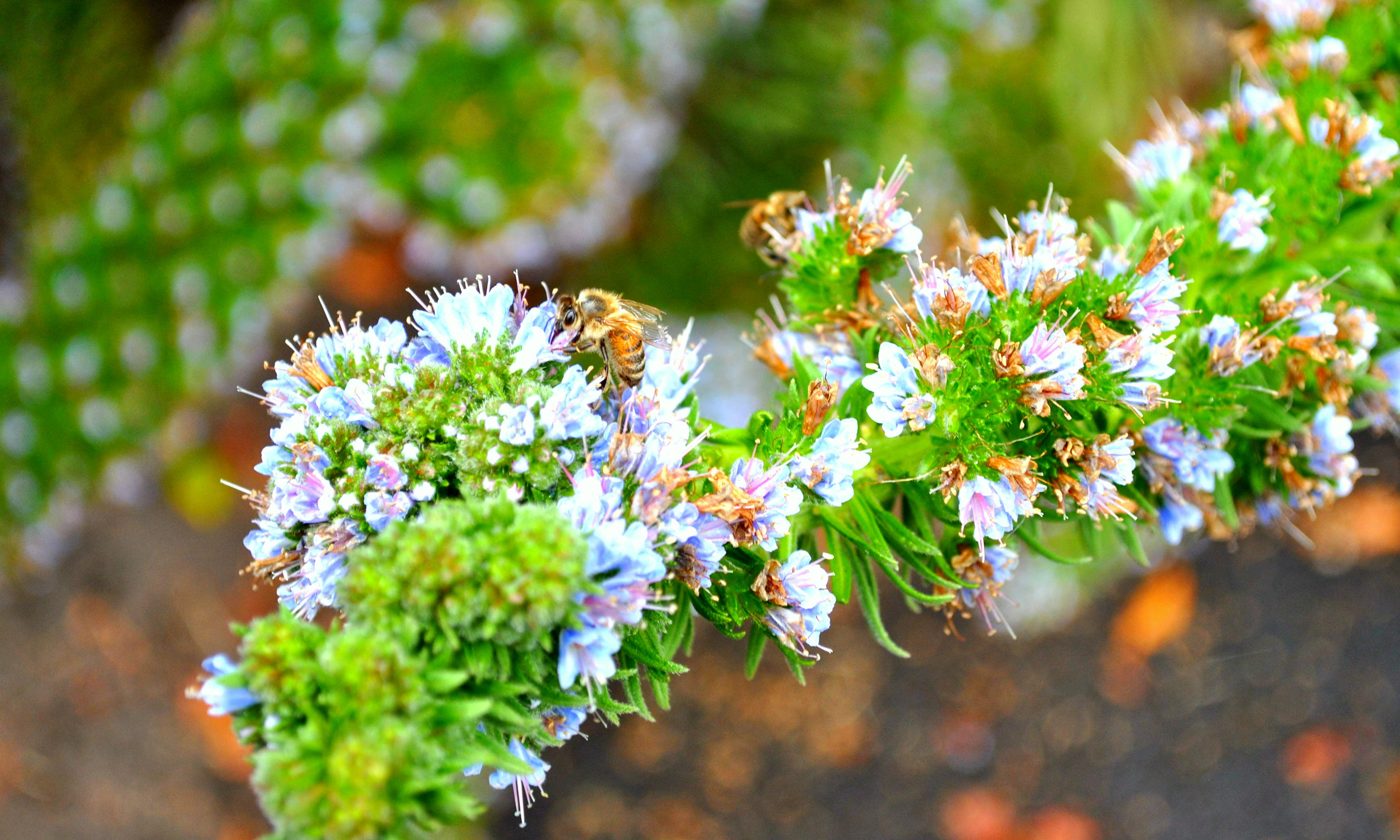 Bee flower photo