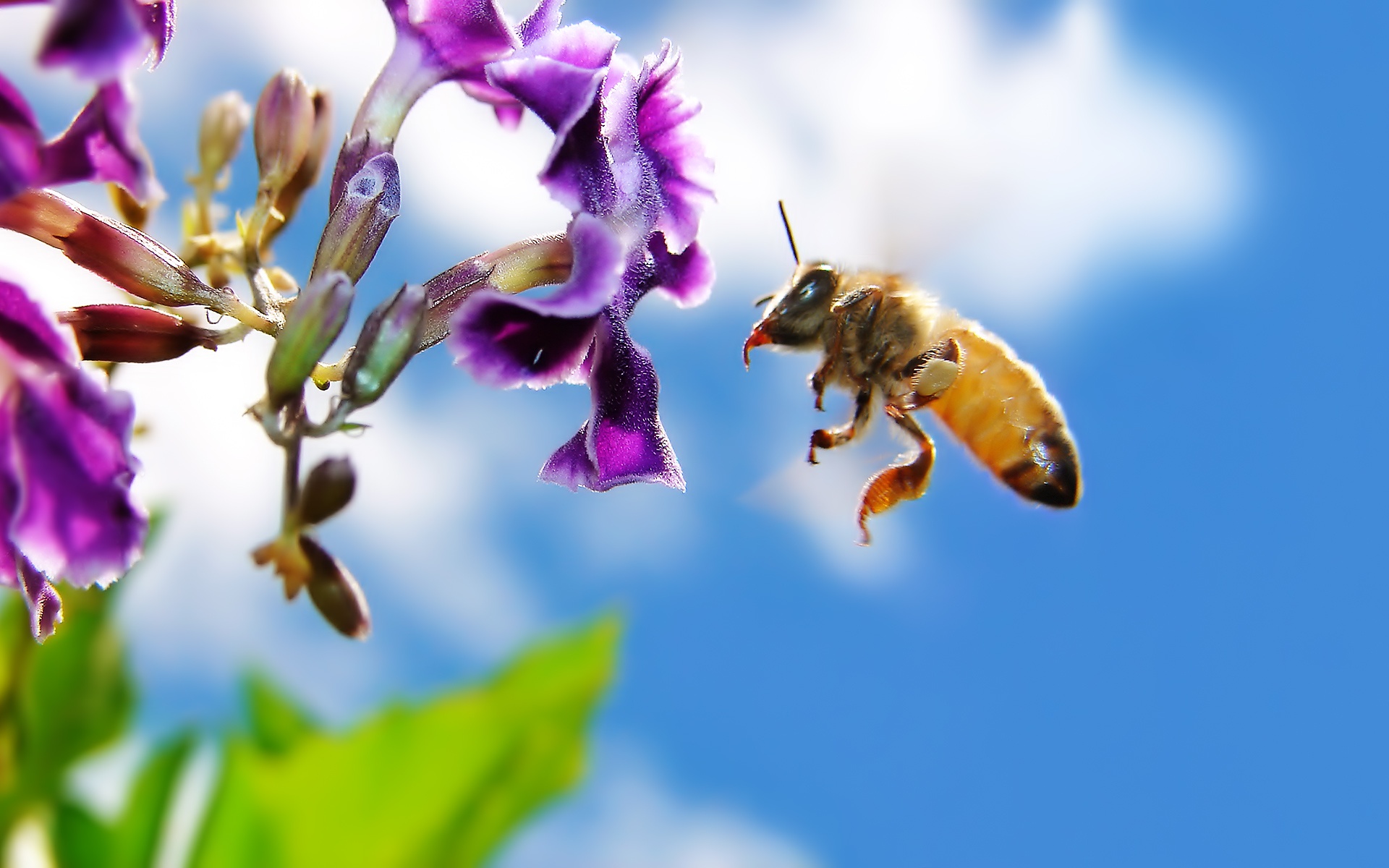 Bee on Flower Widescreen Wallpapers in jpg format for free download