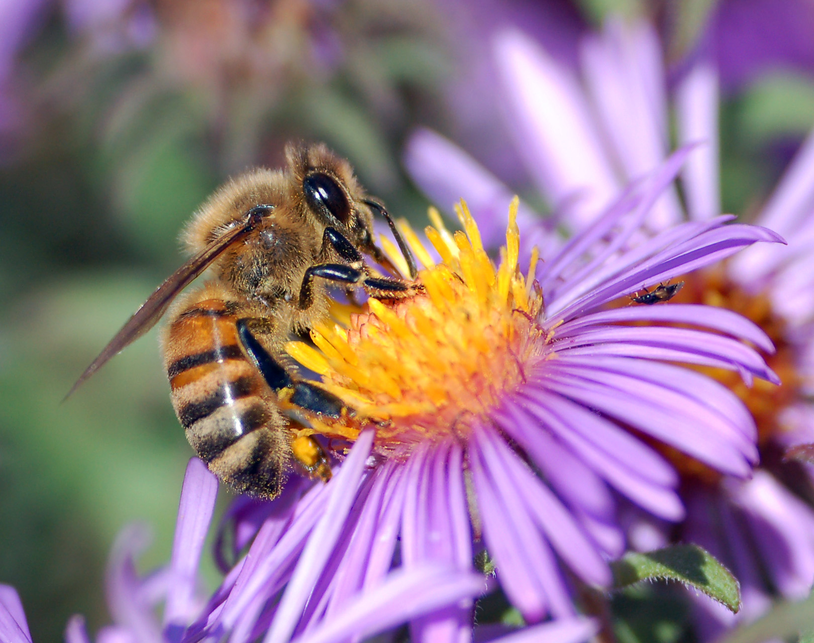 honey bee flower mix | Last One Eating