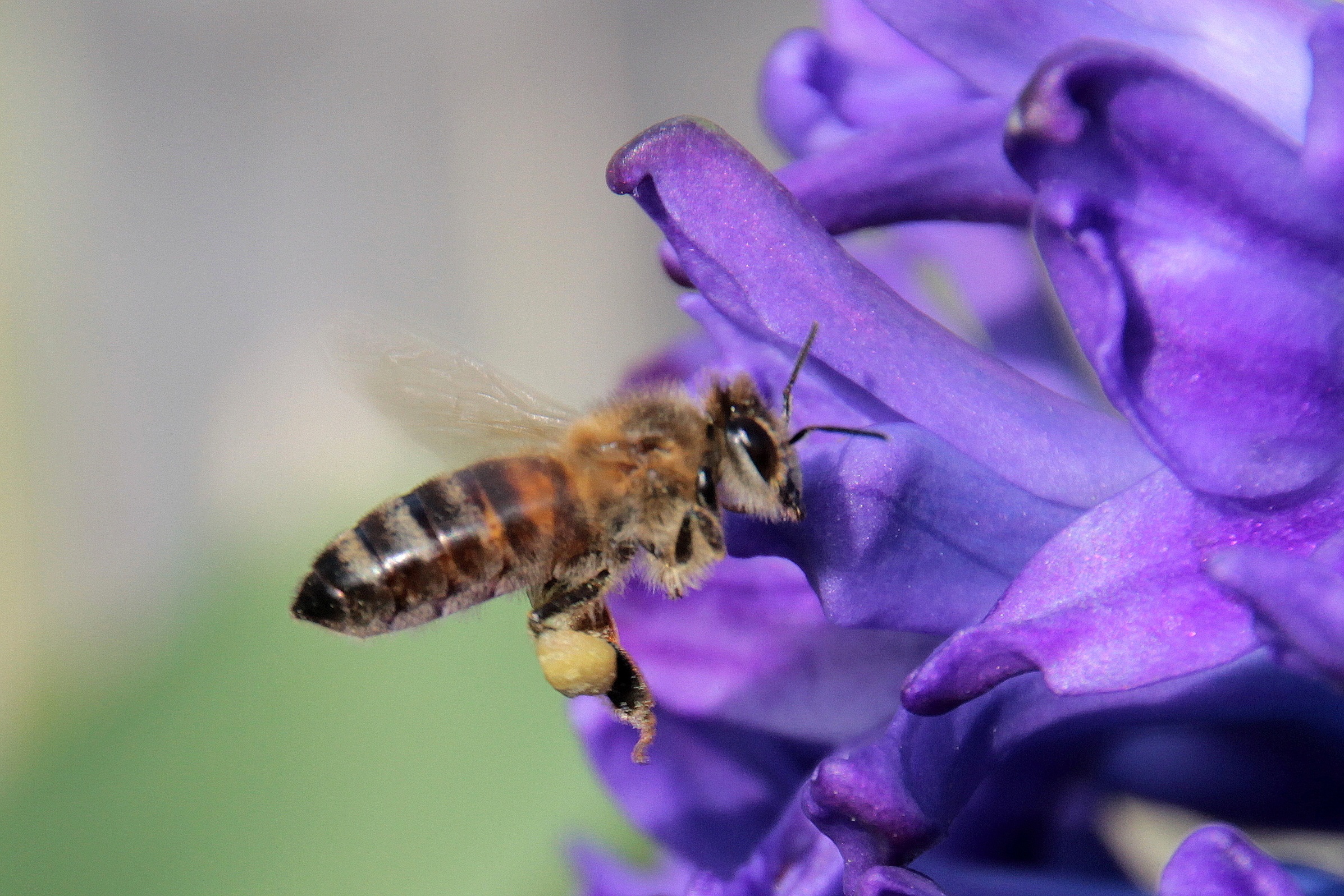 Bee in the garden photo