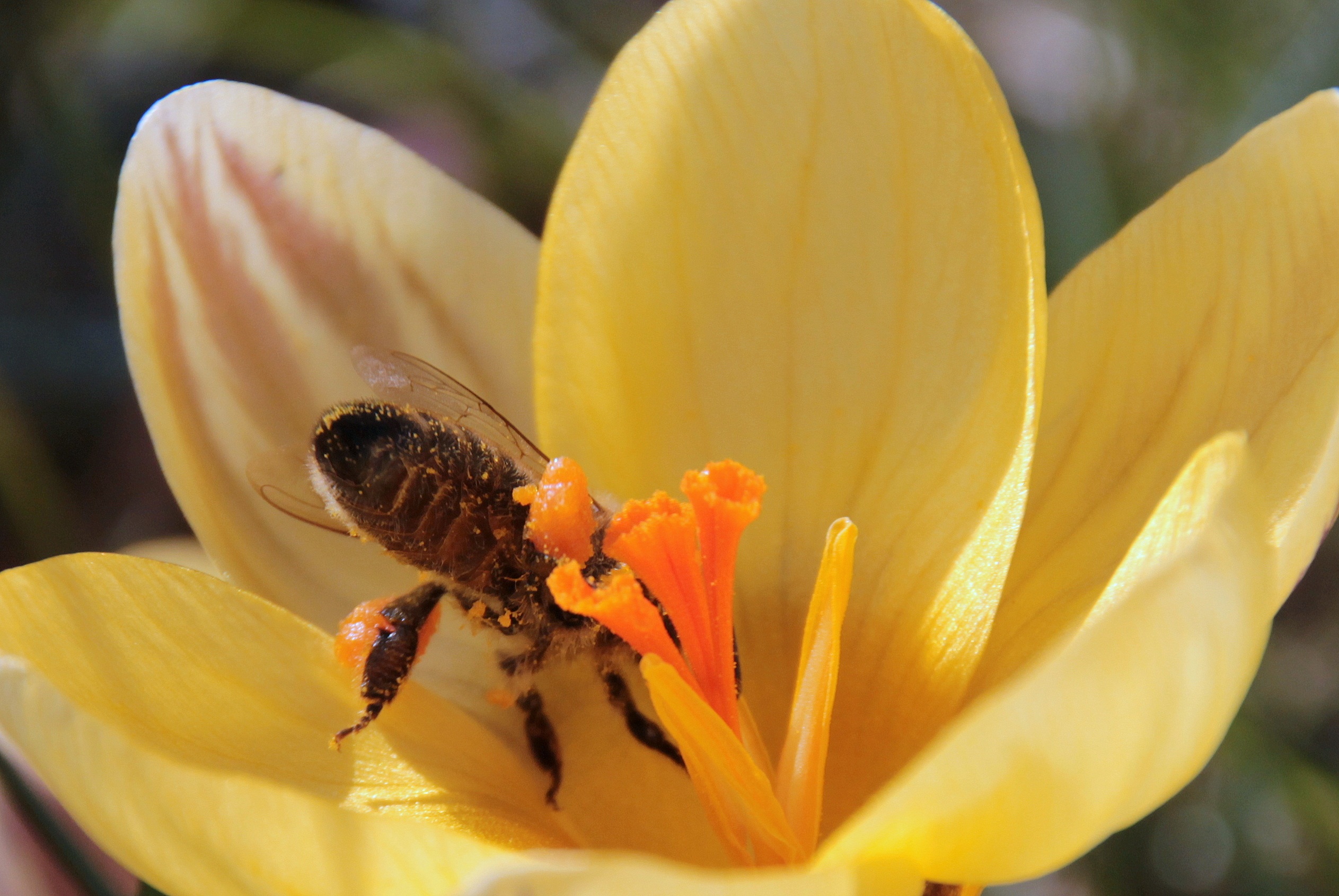 Bee in the garden photo