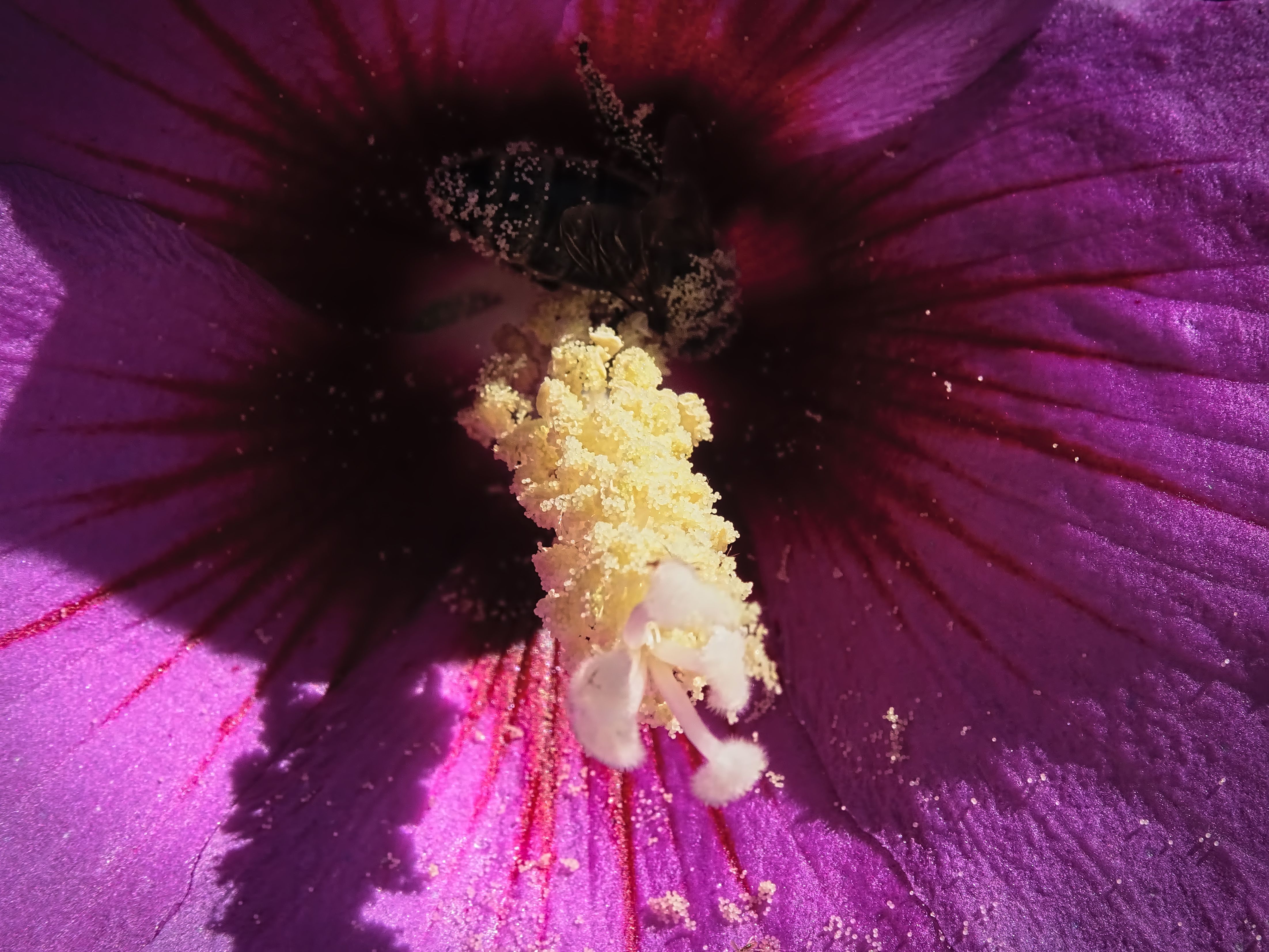 Bee inside a hibiscus, Closeup, Color, Flower, Garden, HQ Photo