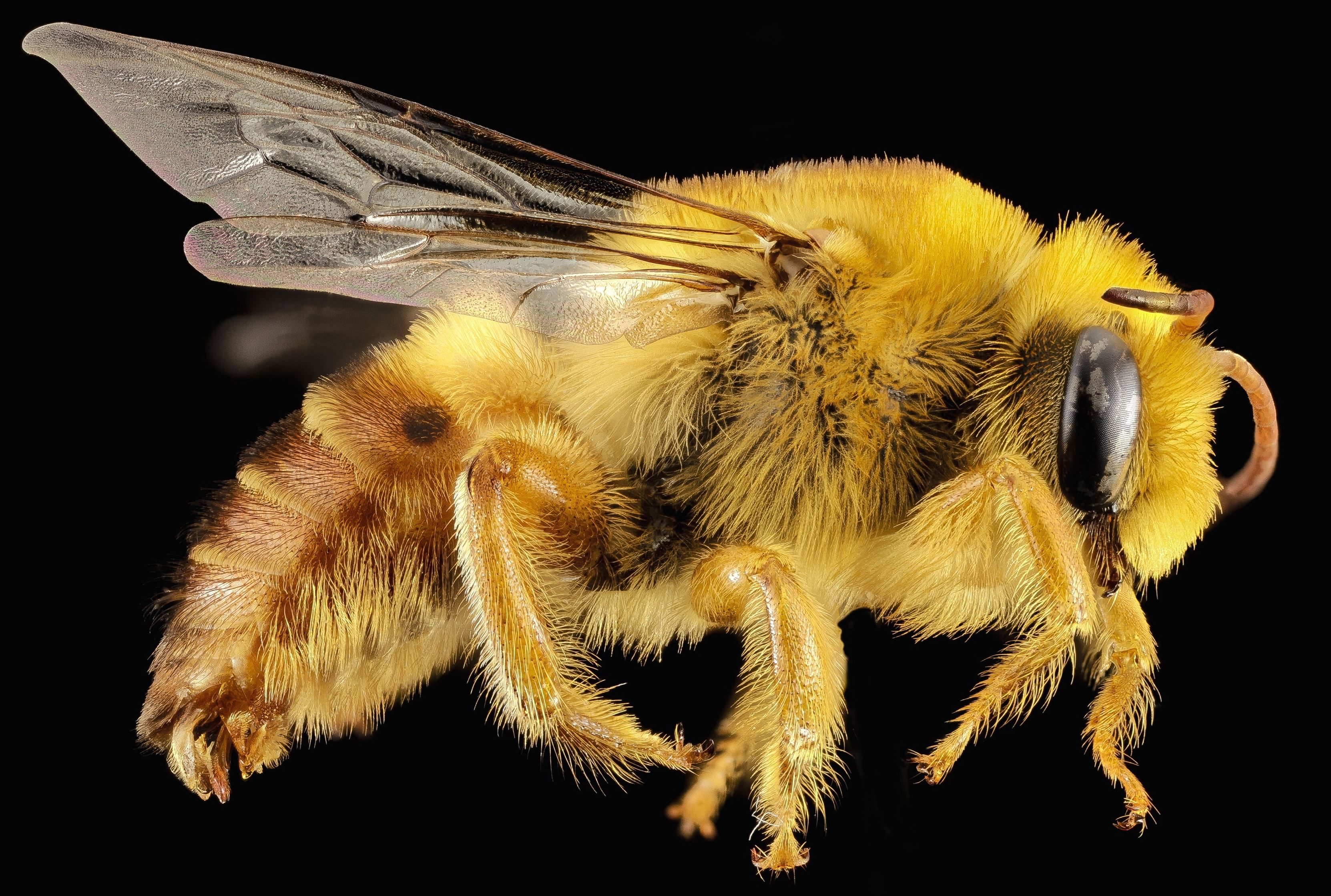 Bee macro photo