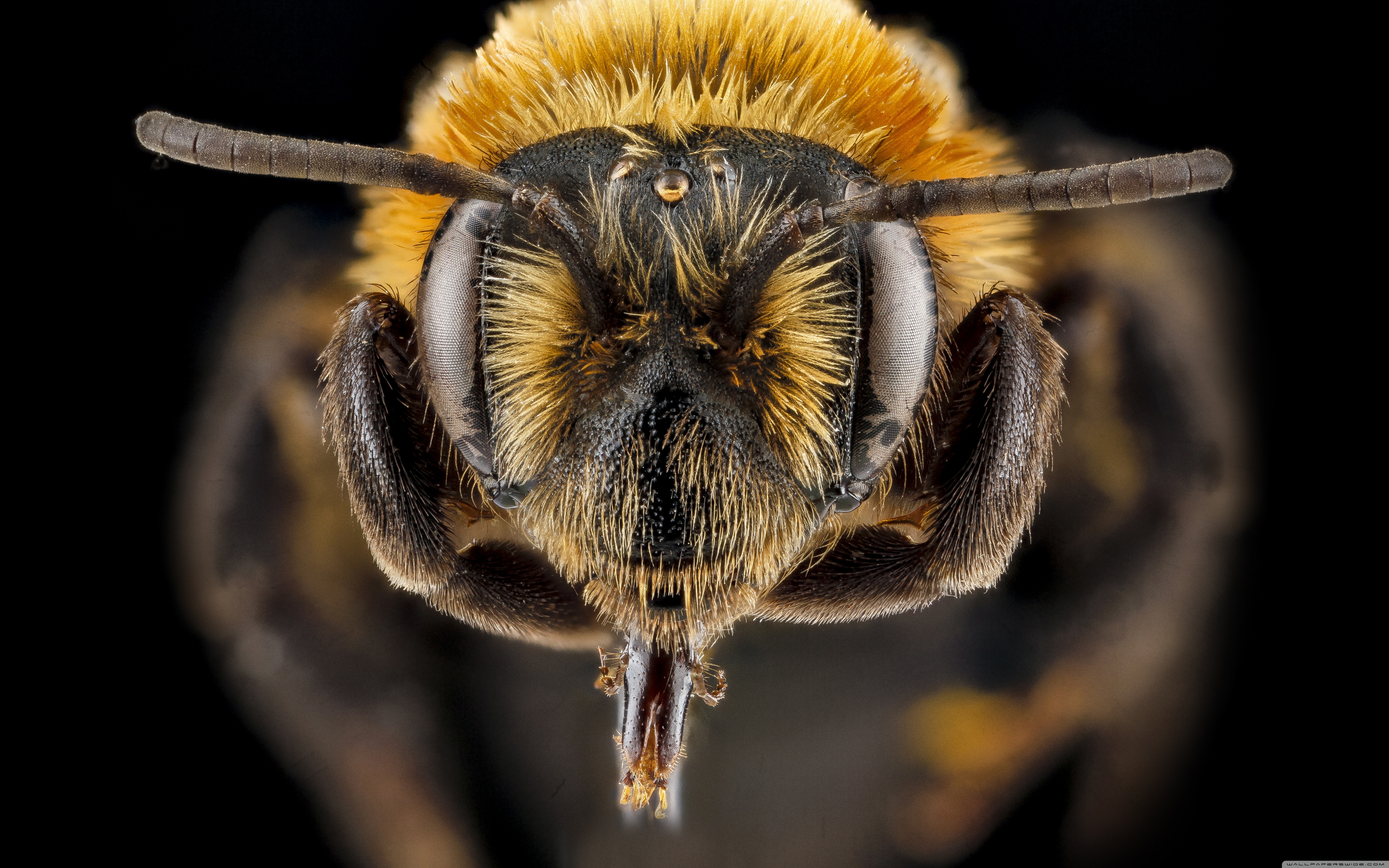 Andrena Lupinorum Bee Macro Photography ❤ 4K HD Desktop Wallpaper ...