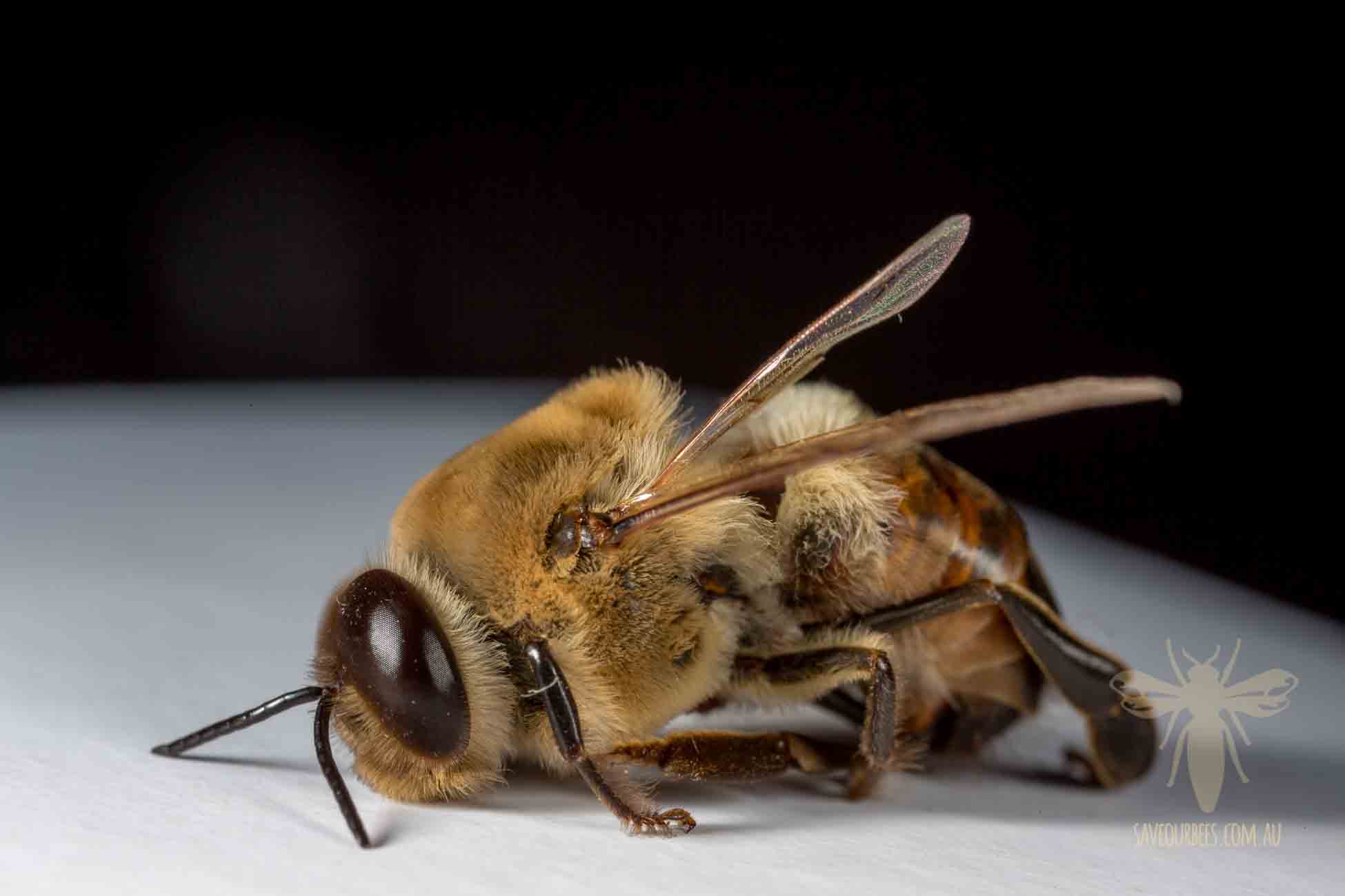 Drone Honey Bee: Study in Macro | Save Our Bees Australia