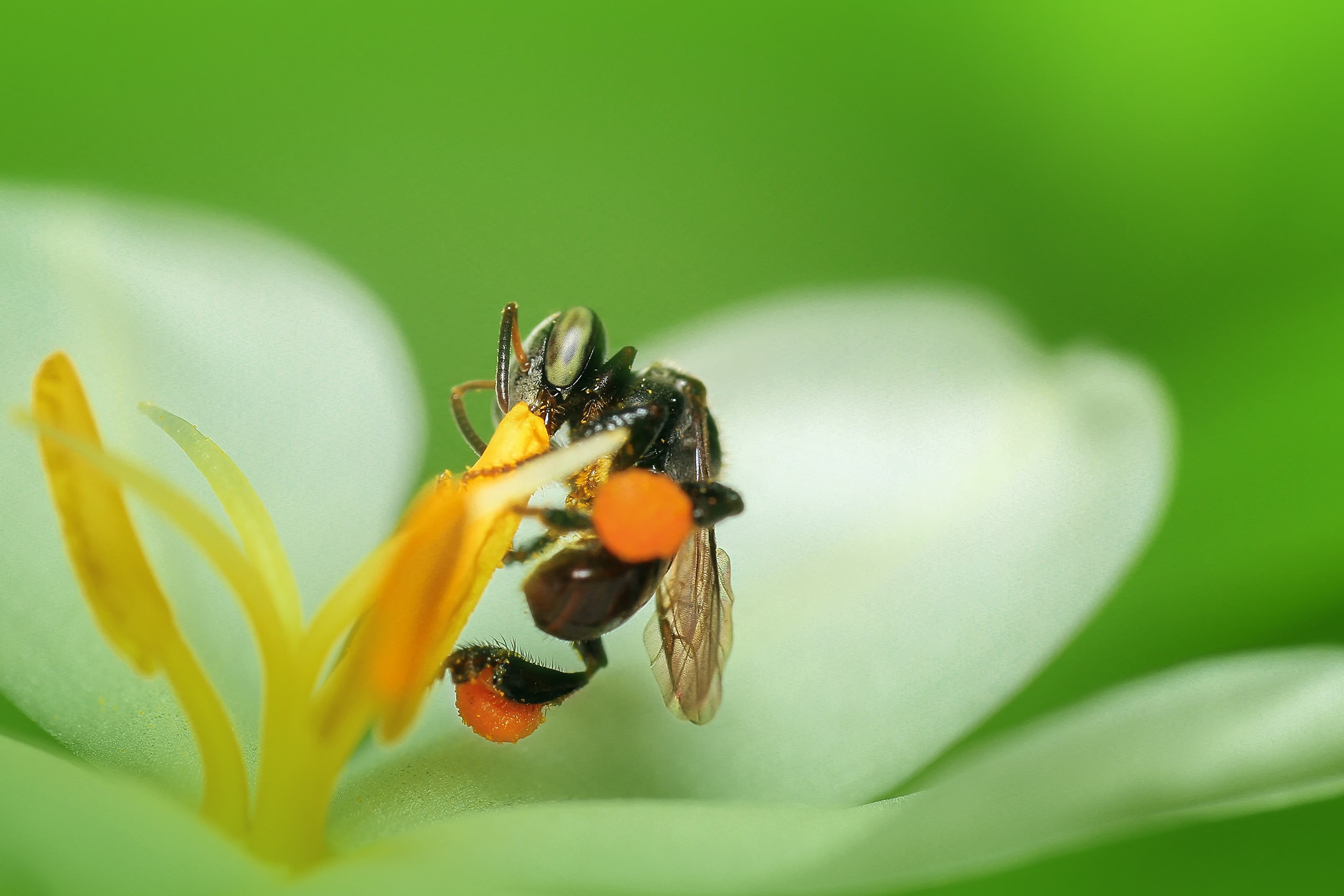 Bee Macro, Activity, Bee, Honey, Honeybee, HQ Photo