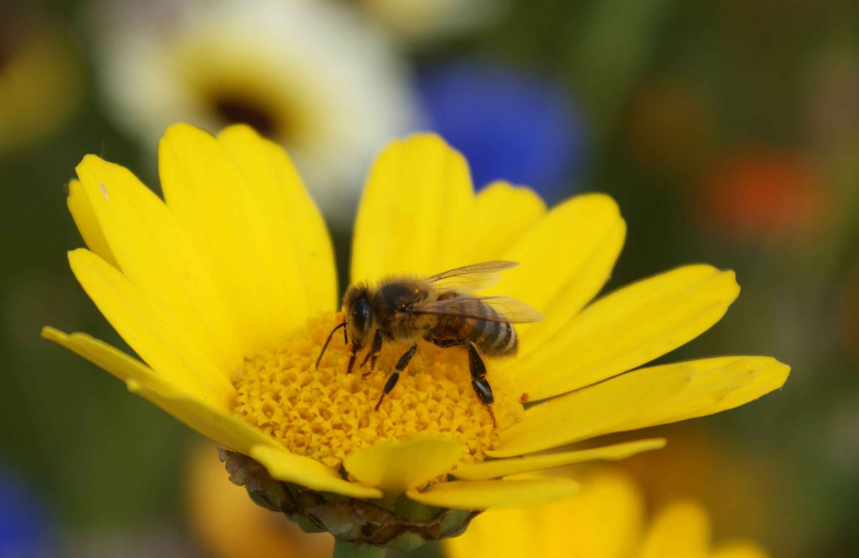 Diesel exhaust stops honeybees from finding the flowers they want to ...