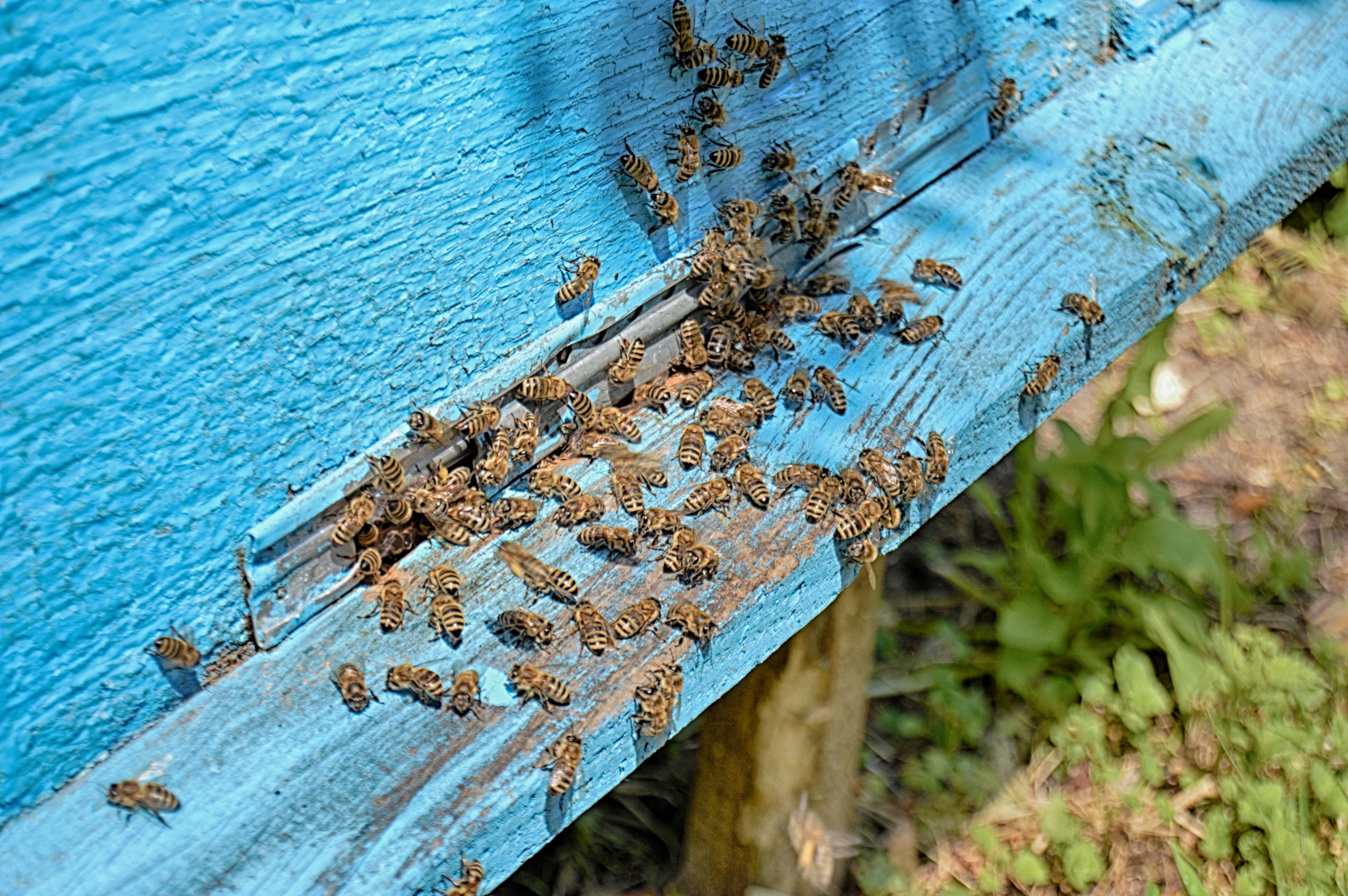 Bee near beehive, Animal, Nature, Honey, Honeycomb, HQ Photo