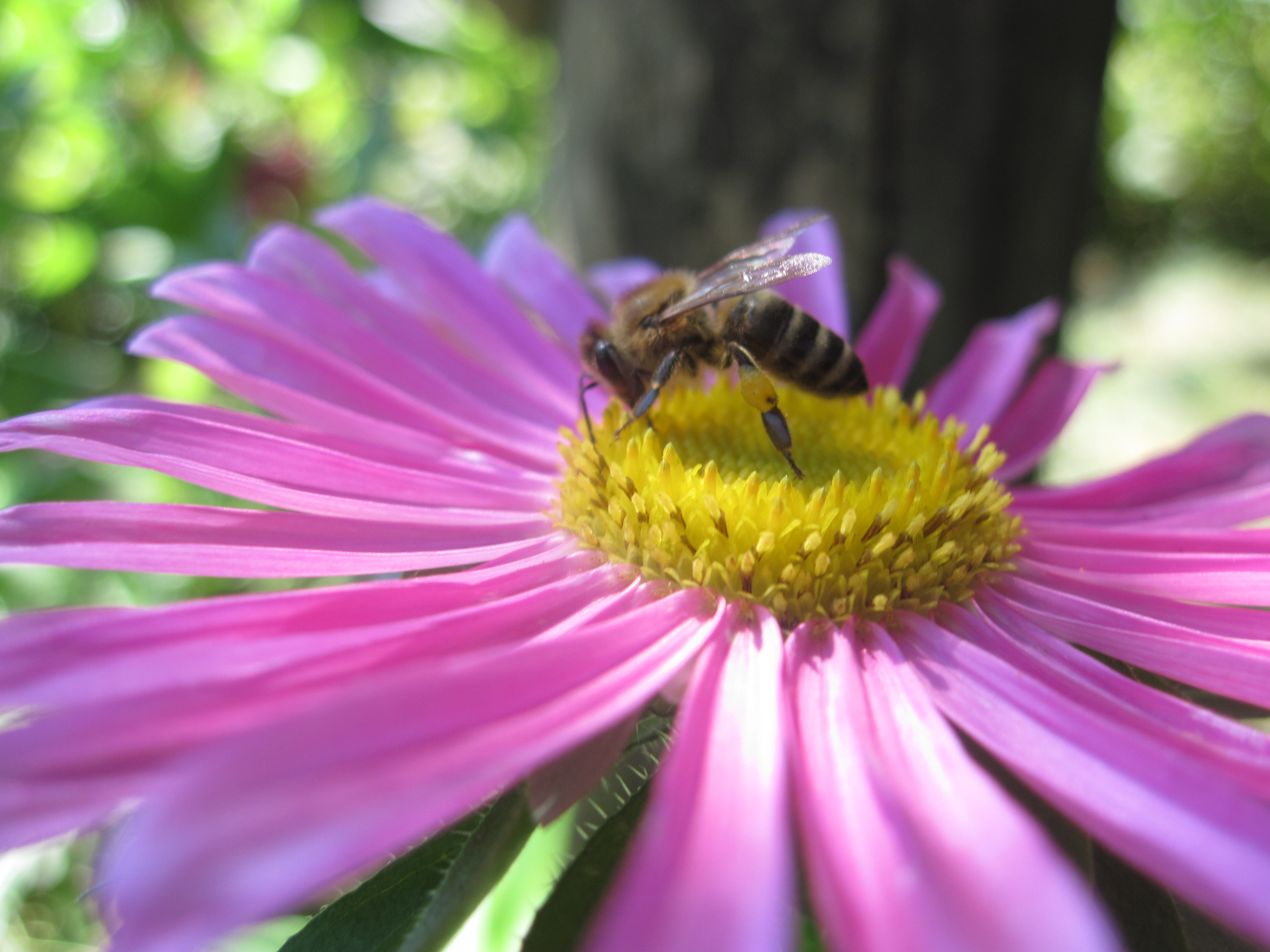 Bee on a beautiful pink flower photo