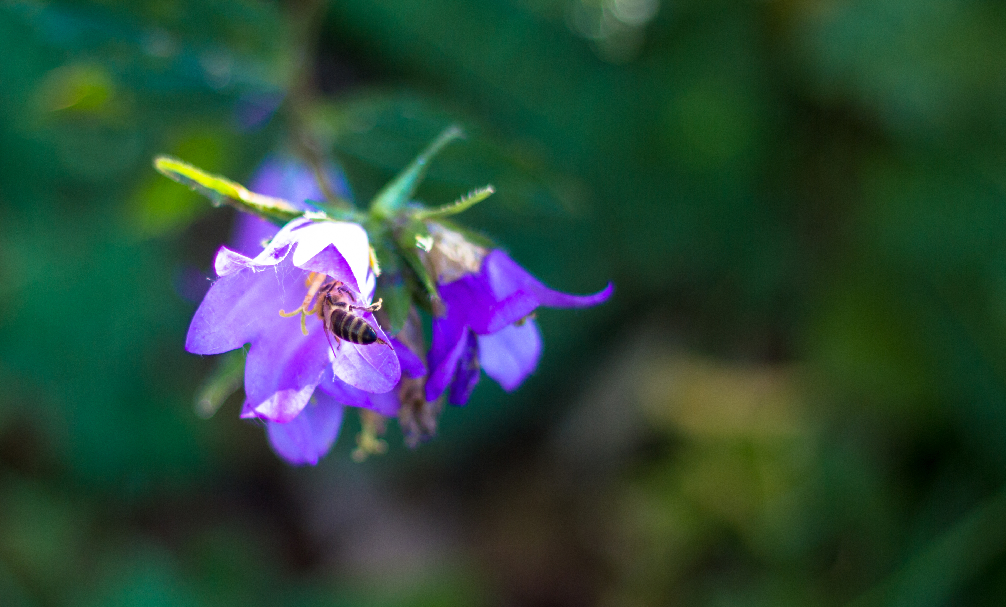 Bee on a flower, Bee, Flower, Grass, Green, HQ Photo